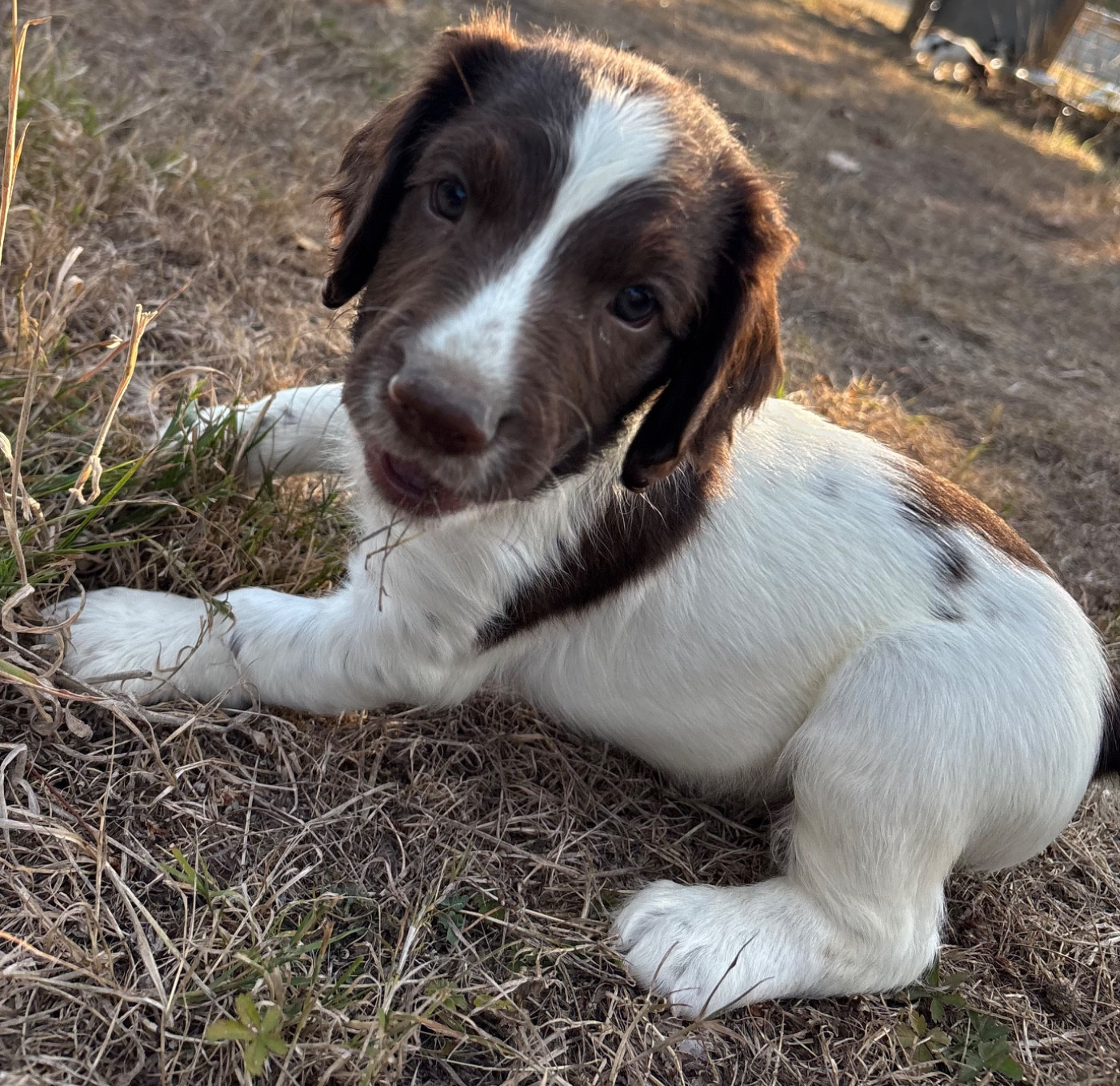 des Etangs de Dame Blanche - Chiots disponibles - English Springer Spaniel