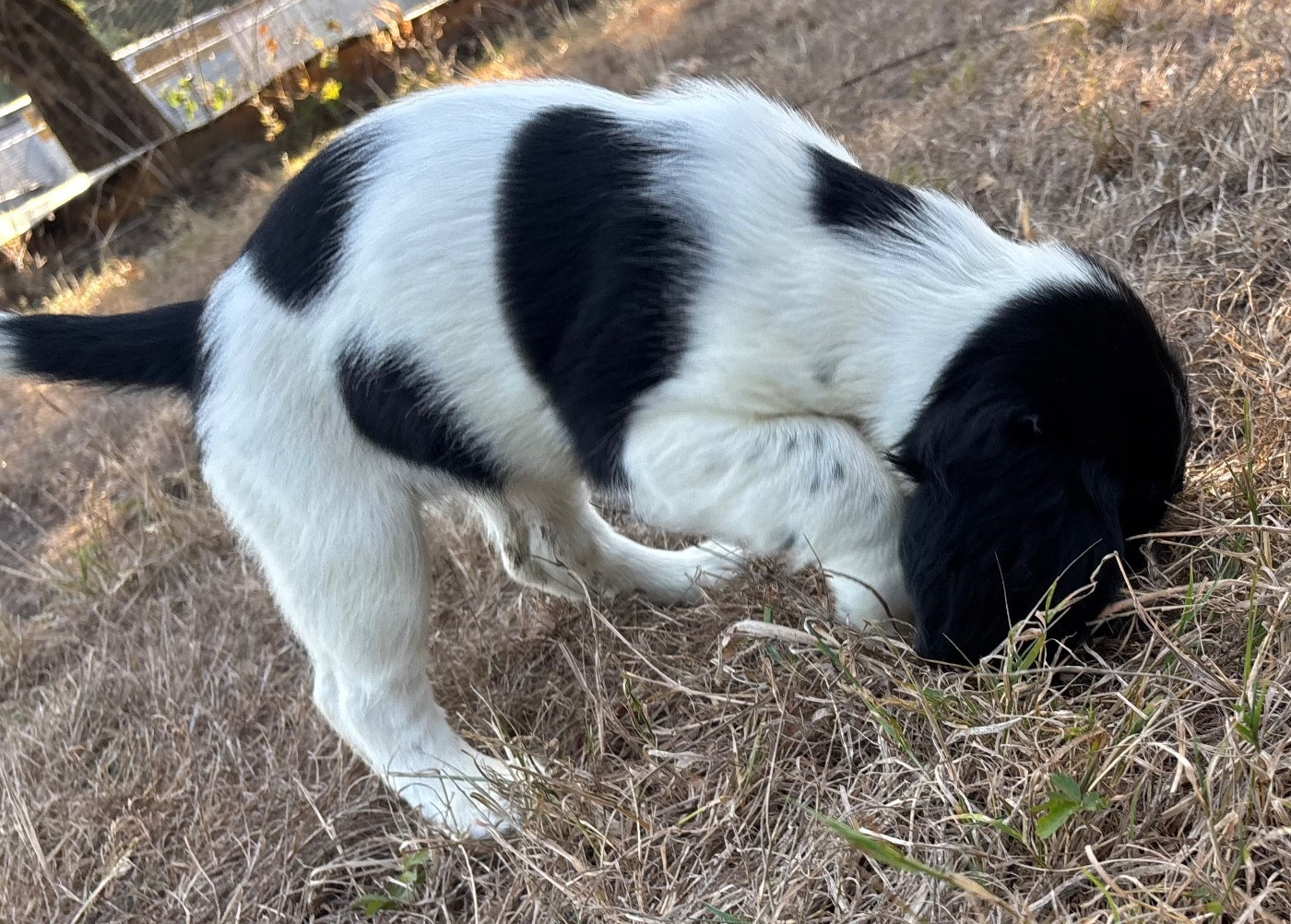des Etangs de Dame Blanche - Chiots disponibles - English Springer Spaniel