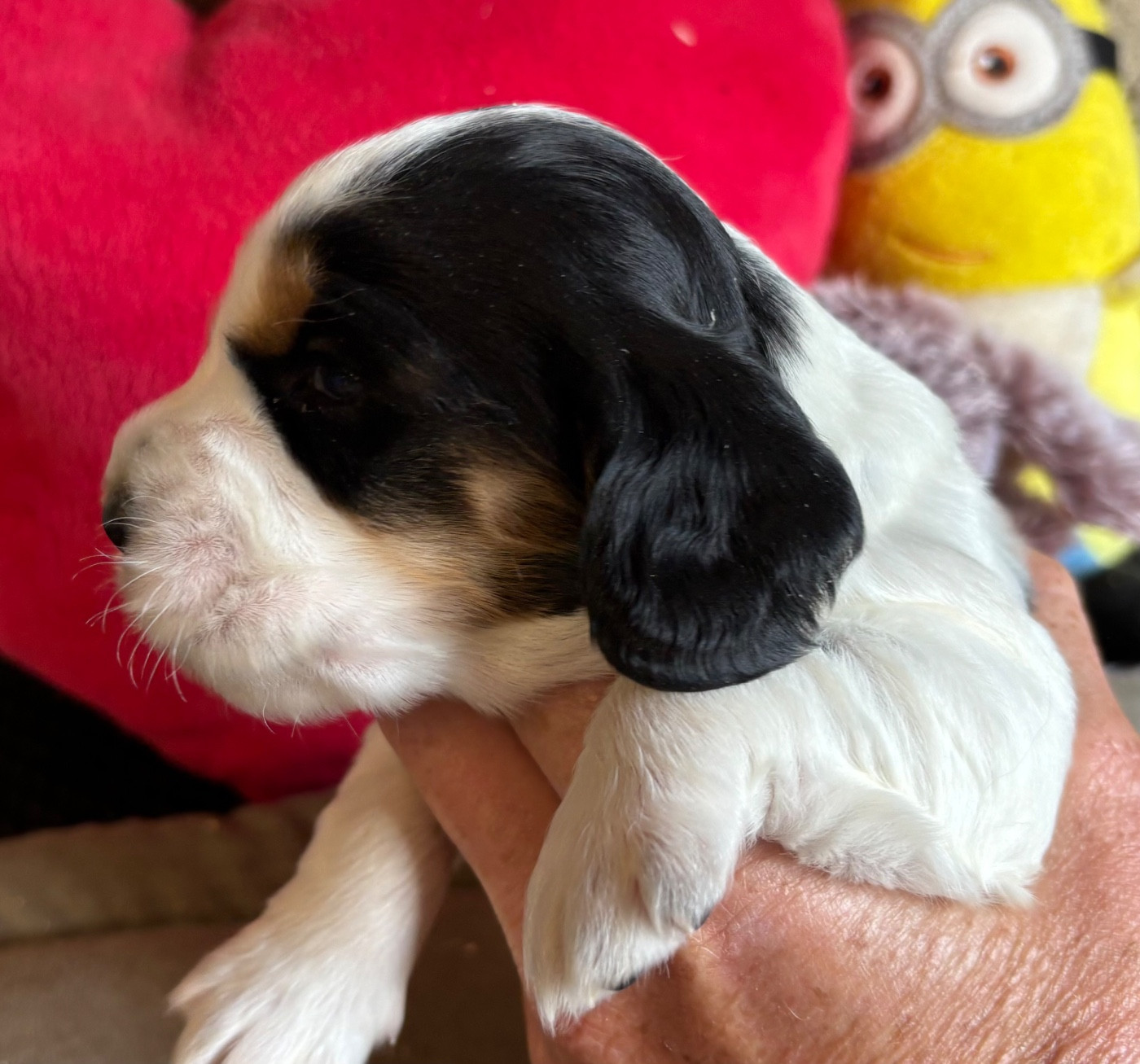 des Etangs de Dame Blanche - Chiots disponibles - Cocker Spaniel Anglais