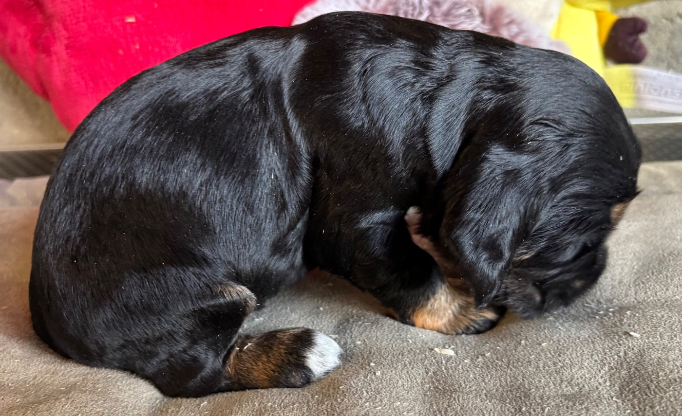 des Etangs de Dame Blanche - Chiots disponibles - Cocker Spaniel Anglais