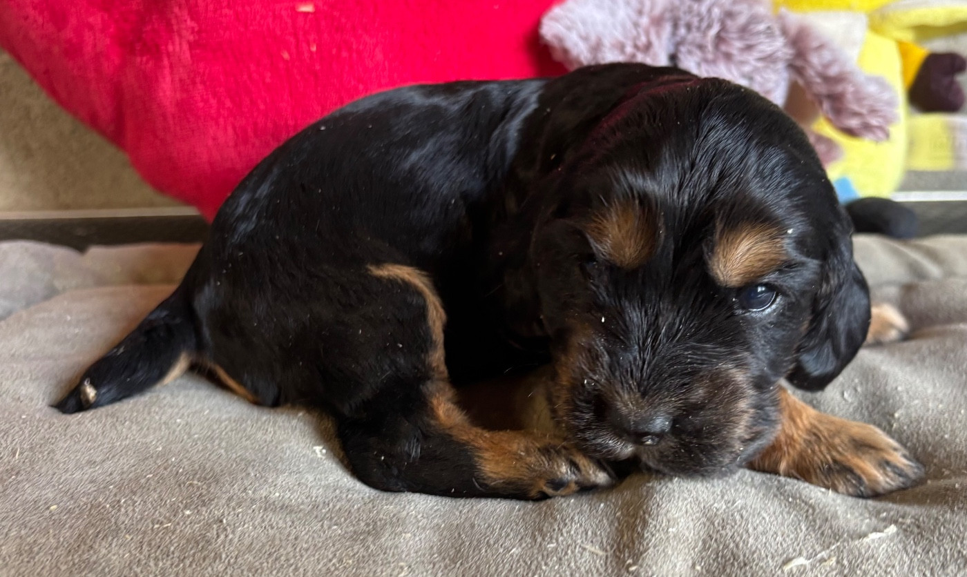 des Etangs de Dame Blanche - Chiots disponibles - Cocker Spaniel Anglais