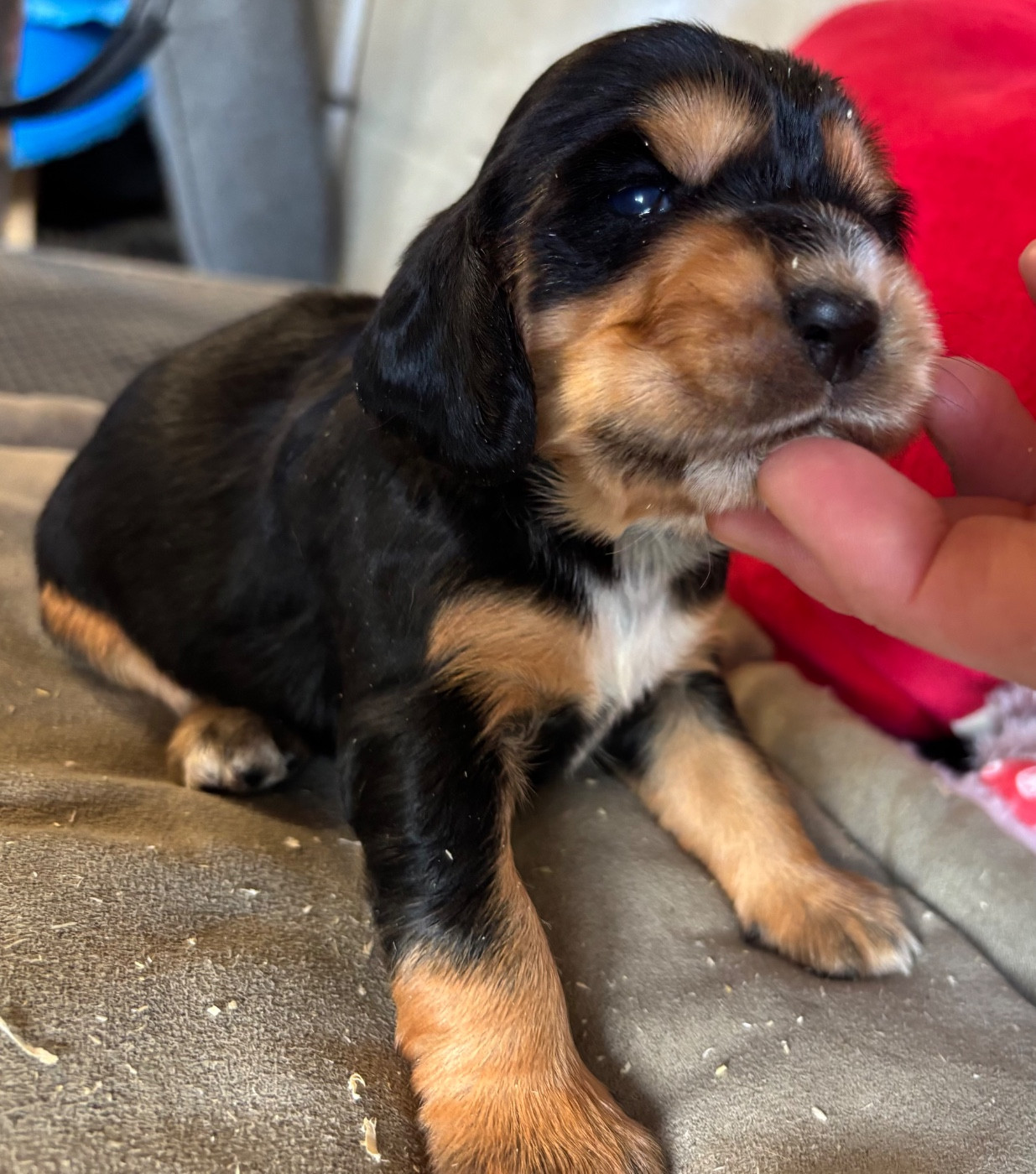 des Etangs de Dame Blanche - Chiots disponibles - Cocker Spaniel Anglais