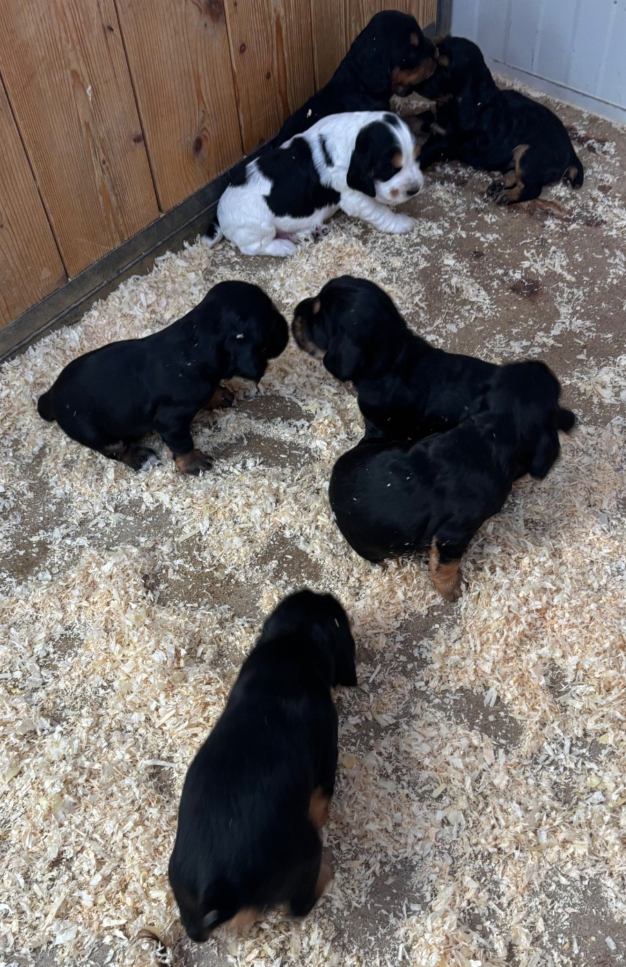 Chiot Cocker Spaniel Anglais des Etangs de Dame Blanche
