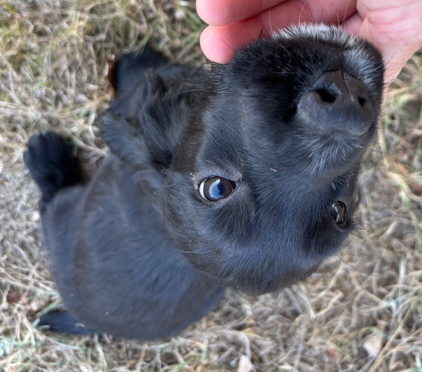des Etangs de Dame Blanche - Chiots disponibles - Cocker Spaniel Anglais