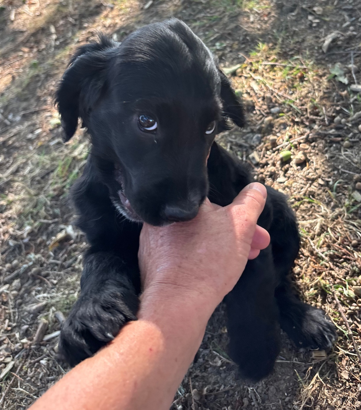 des Etangs de Dame Blanche - Chiots disponibles - Cocker Spaniel Anglais