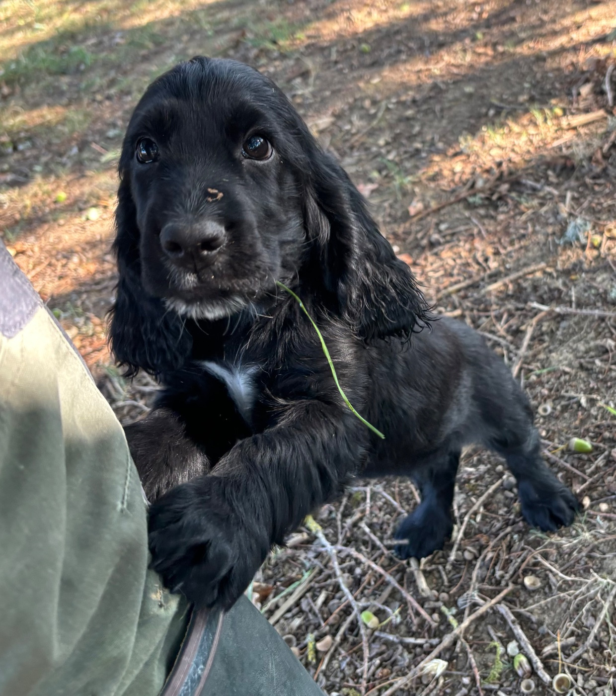 Chiot Cocker Spaniel Anglais des Etangs de Dame Blanche