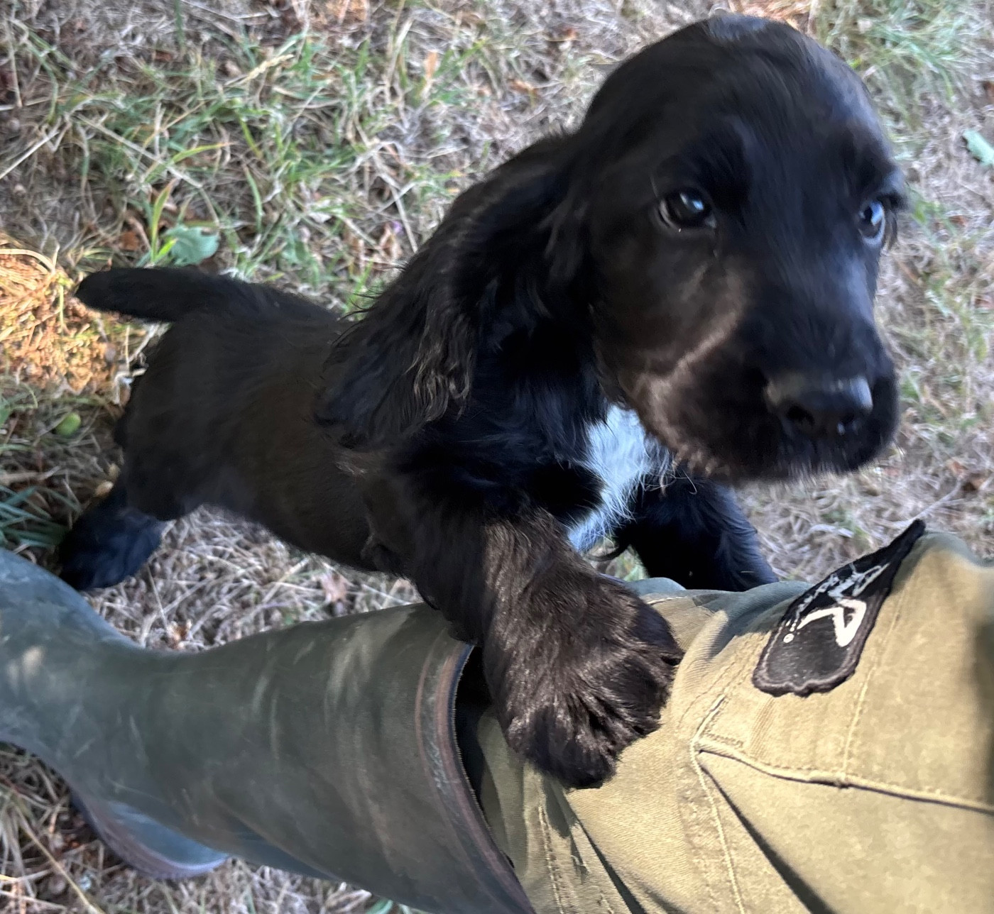 des Etangs de Dame Blanche - Chiots disponibles - Cocker Spaniel Anglais