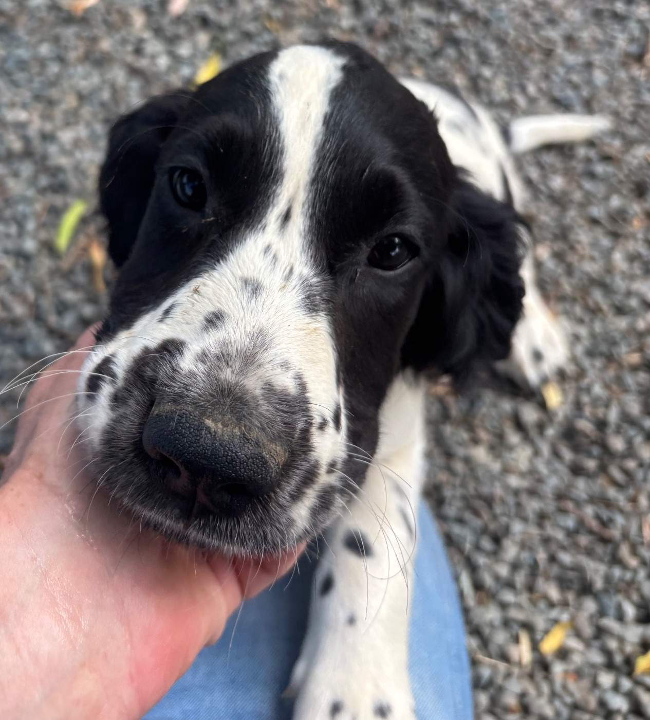 des Etangs de Dame Blanche - Chiots disponibles - English Springer Spaniel