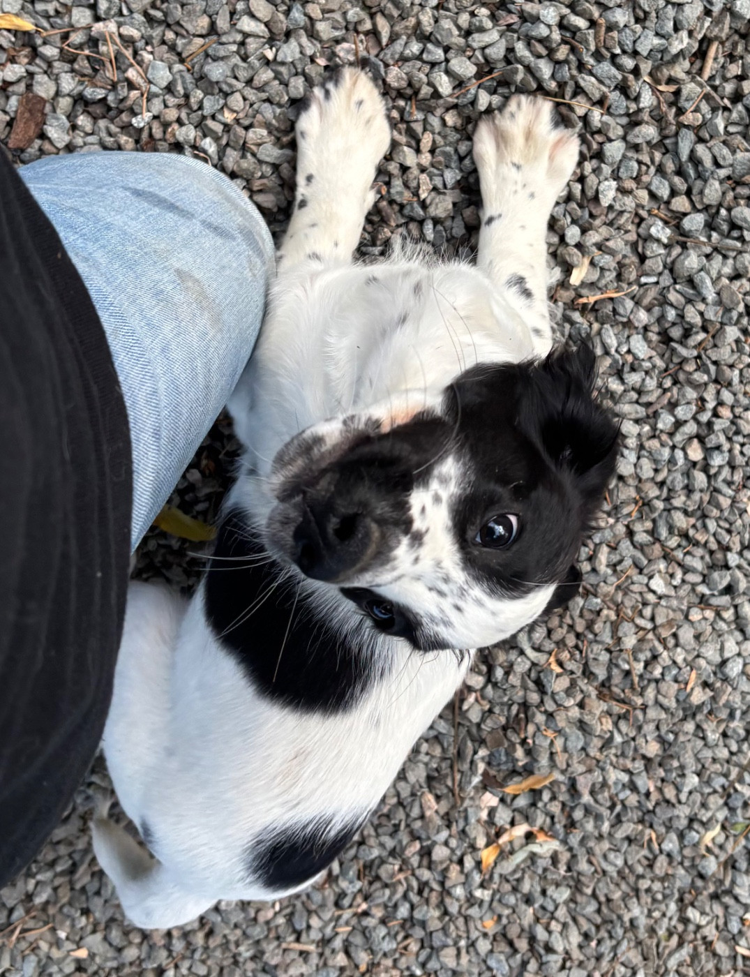 des Etangs de Dame Blanche - Chiots disponibles - English Springer Spaniel