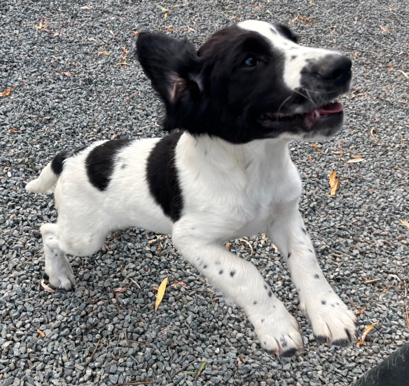 des Etangs de Dame Blanche - Chiots disponibles - English Springer Spaniel
