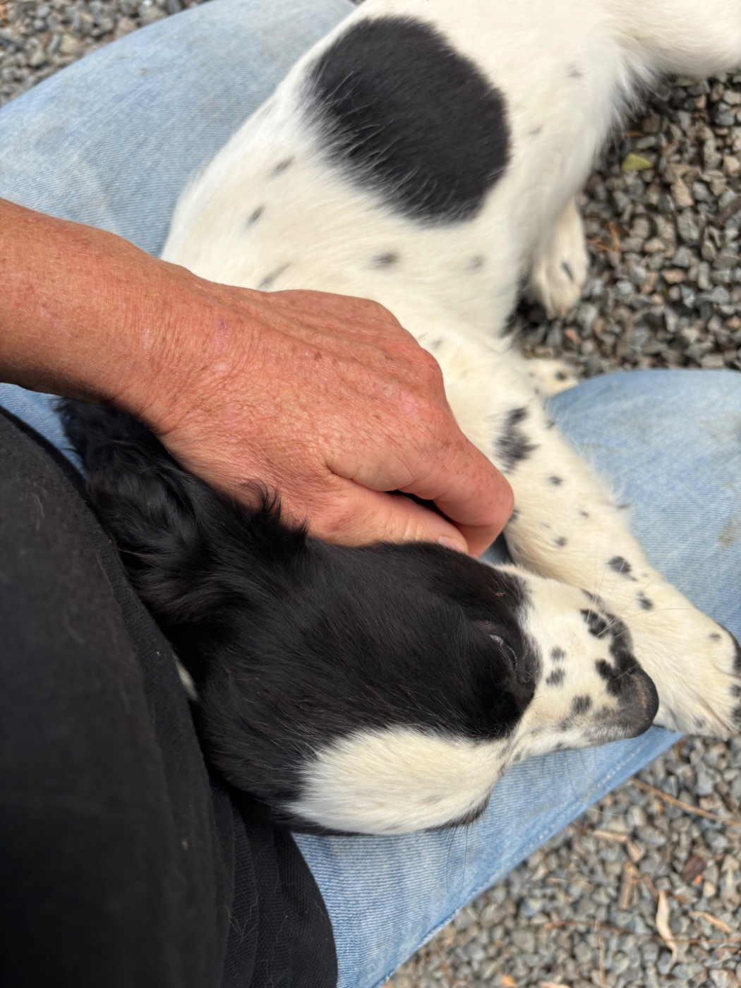 Chiot English Springer Spaniel des Etangs de Dame Blanche