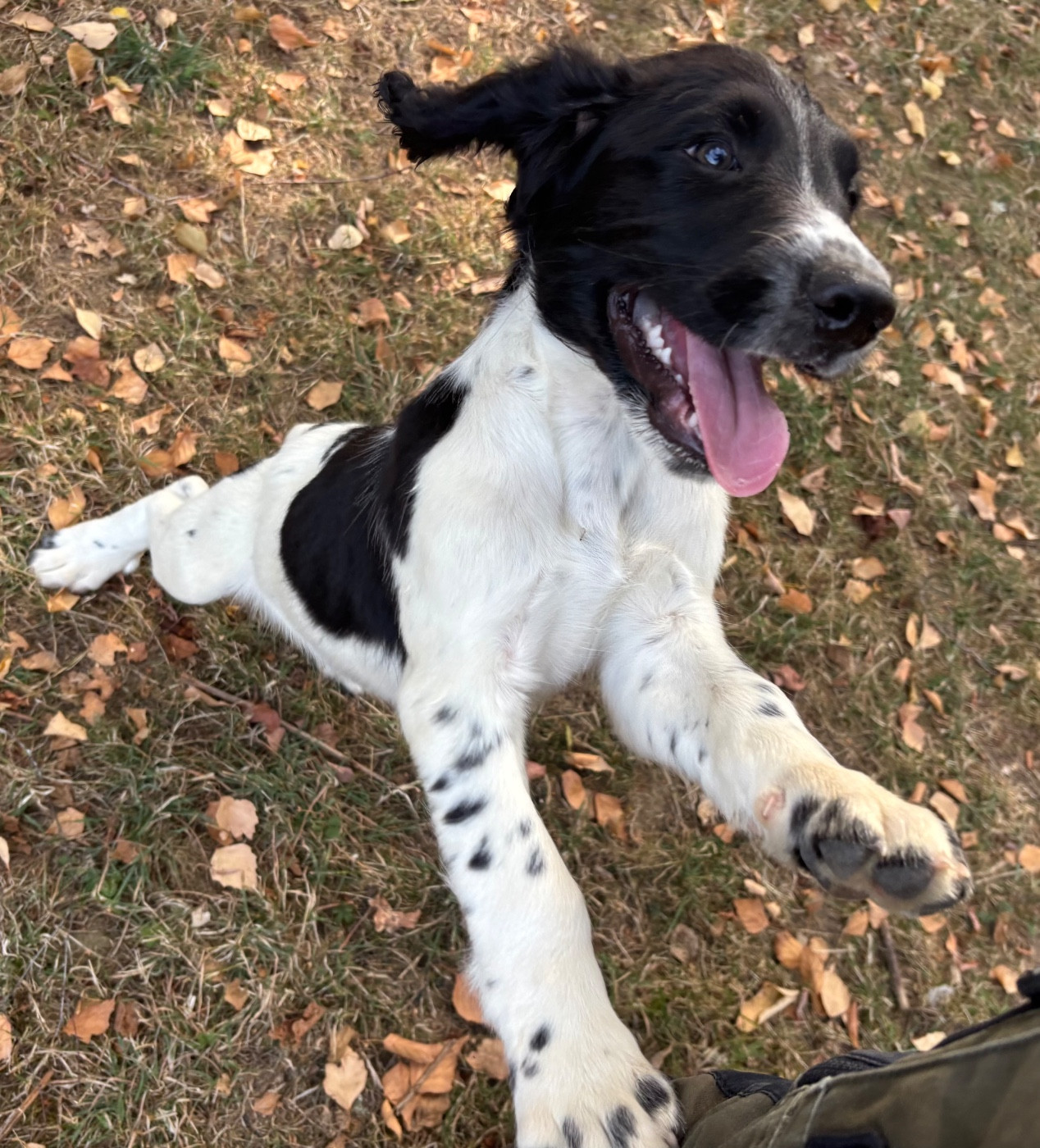 des Etangs de Dame Blanche - Chiots disponibles - English Springer Spaniel