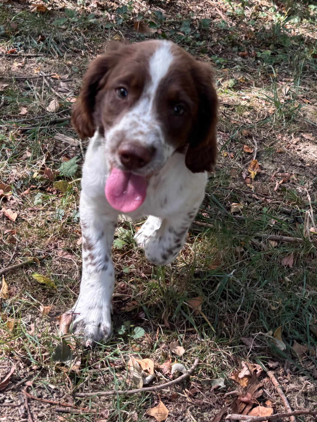 des Etangs de Dame Blanche - Chiots disponibles - English Springer Spaniel