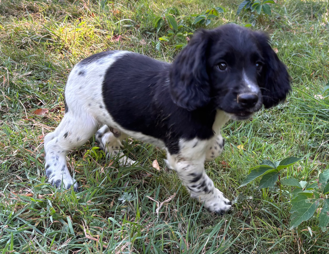 des Etangs de Dame Blanche - Chiots disponibles - English Springer Spaniel