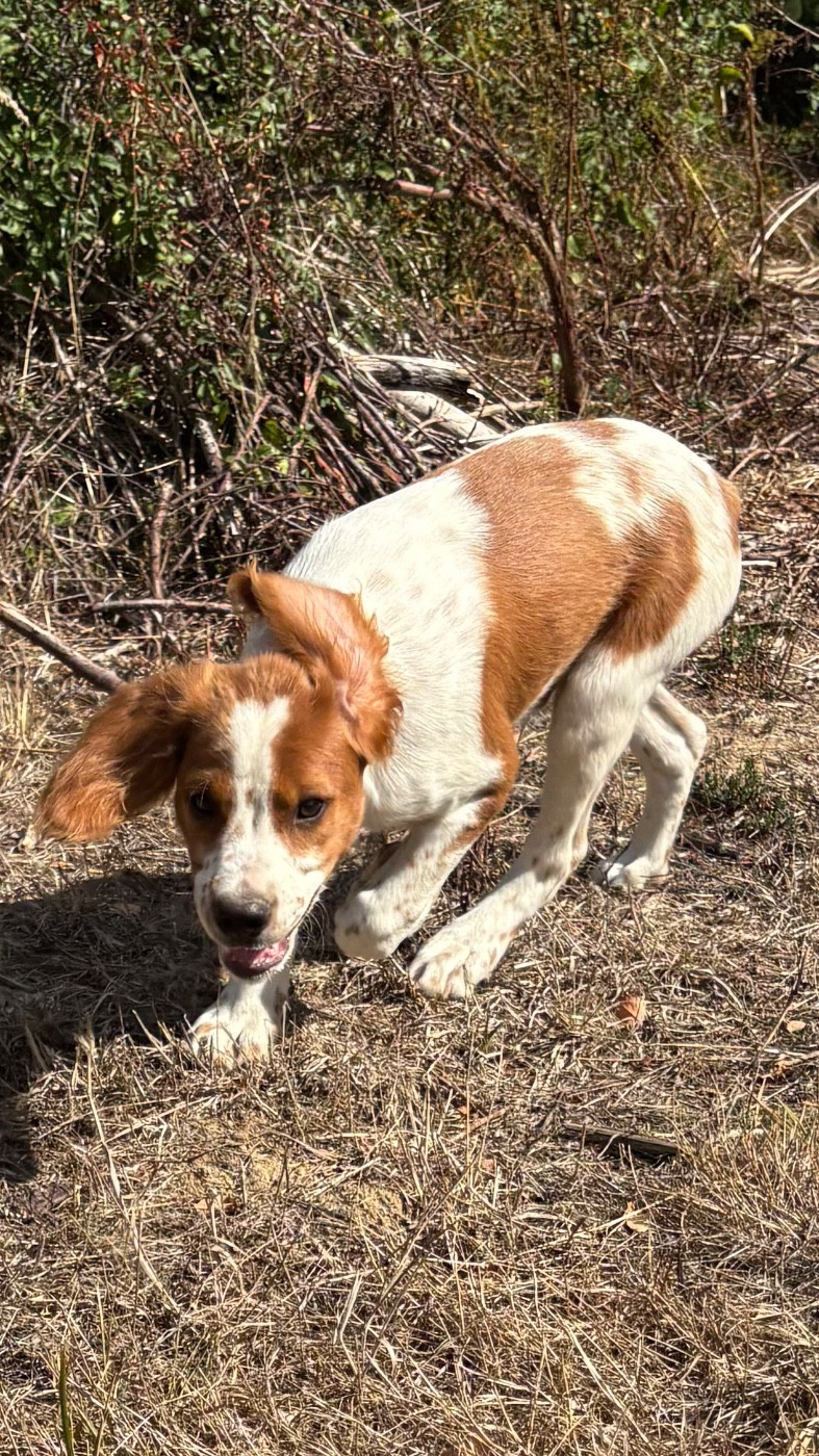 des Etangs de Dame Blanche - Chiots disponibles - Epagneul Breton