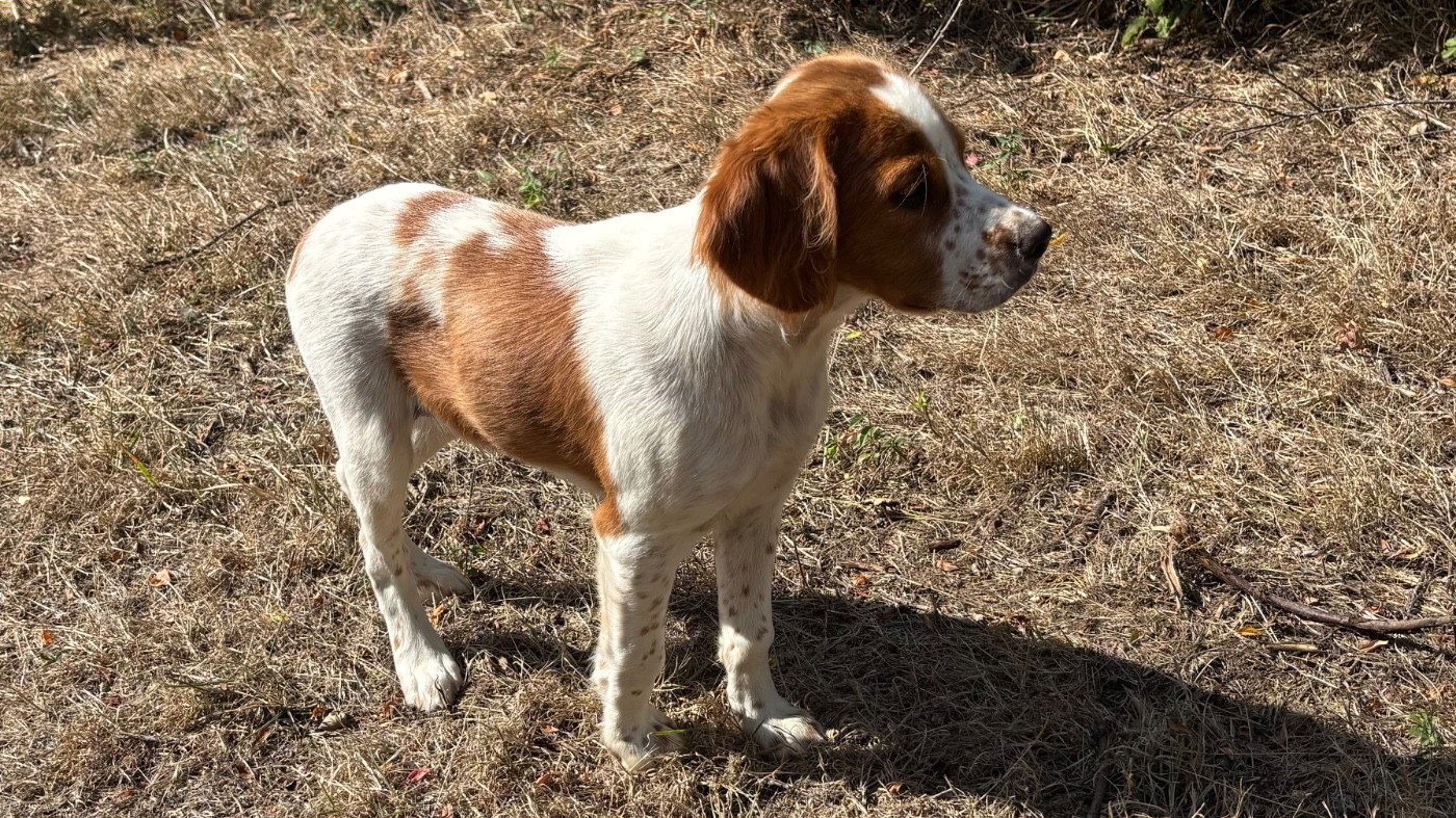 Chiot Epagneul Breton des Etangs de Dame Blanche