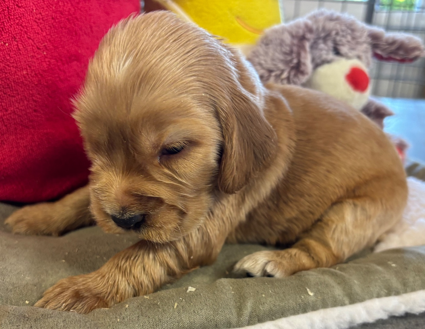 des Etangs de Dame Blanche - Chiots disponibles - Cocker Spaniel Anglais