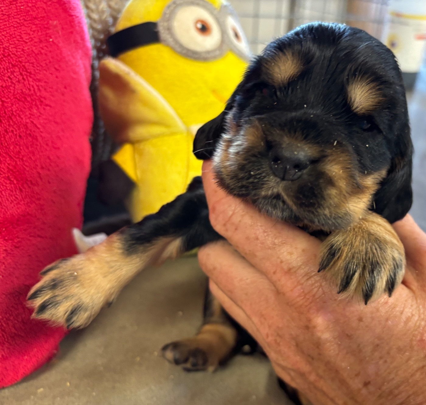 des Etangs de Dame Blanche - Chiots disponibles - Cocker Spaniel Anglais