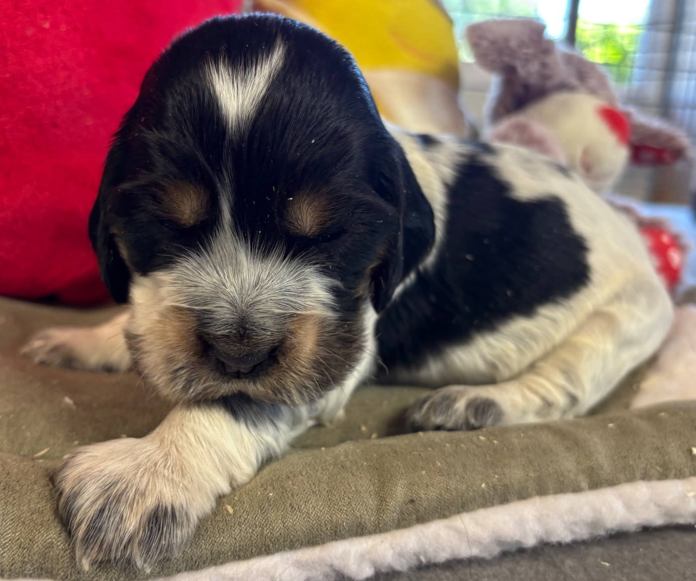 des Etangs de Dame Blanche - Chiots disponibles - Cocker Spaniel Anglais