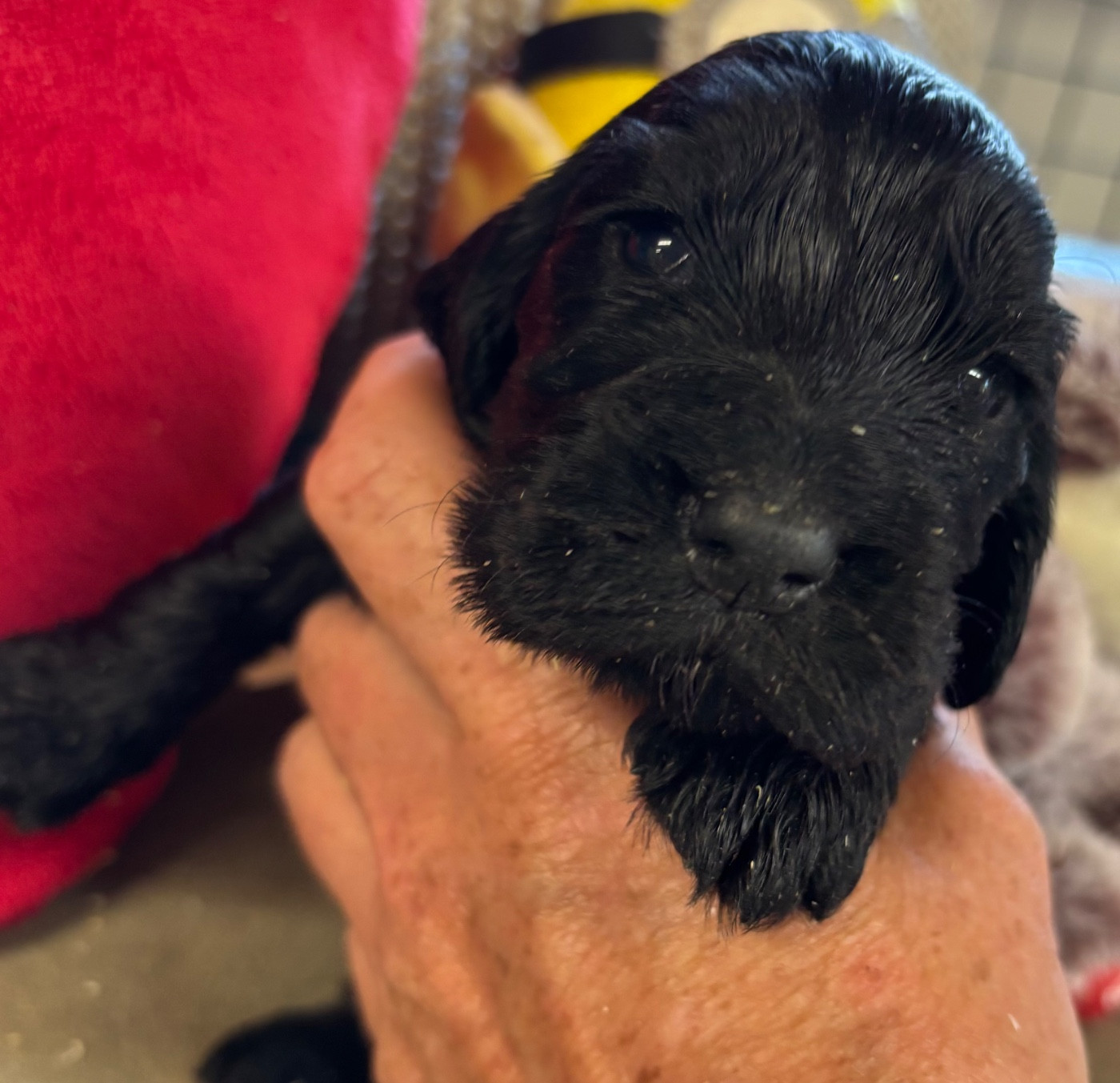 des Etangs de Dame Blanche - Chiots disponibles - Cocker Spaniel Anglais