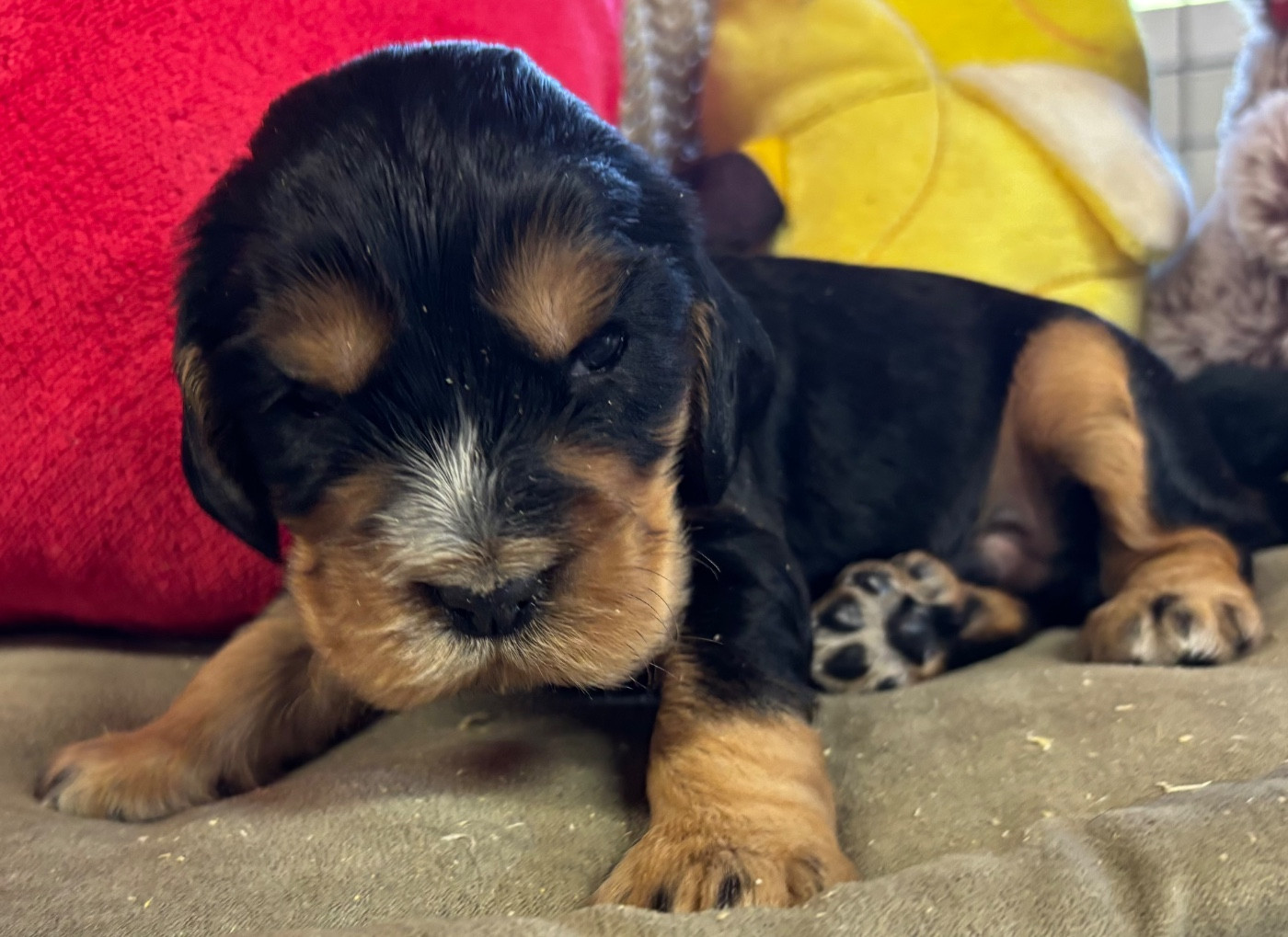 des Etangs de Dame Blanche - Chiots disponibles - Cocker Spaniel Anglais
