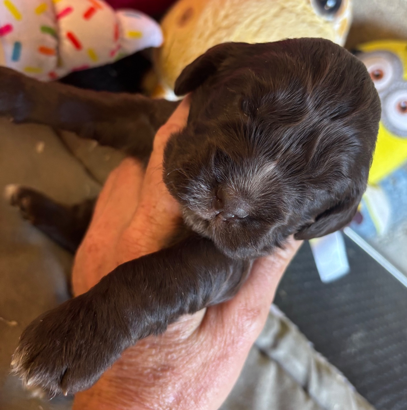 des Etangs de Dame Blanche - Chiots disponibles - Cocker Spaniel Anglais