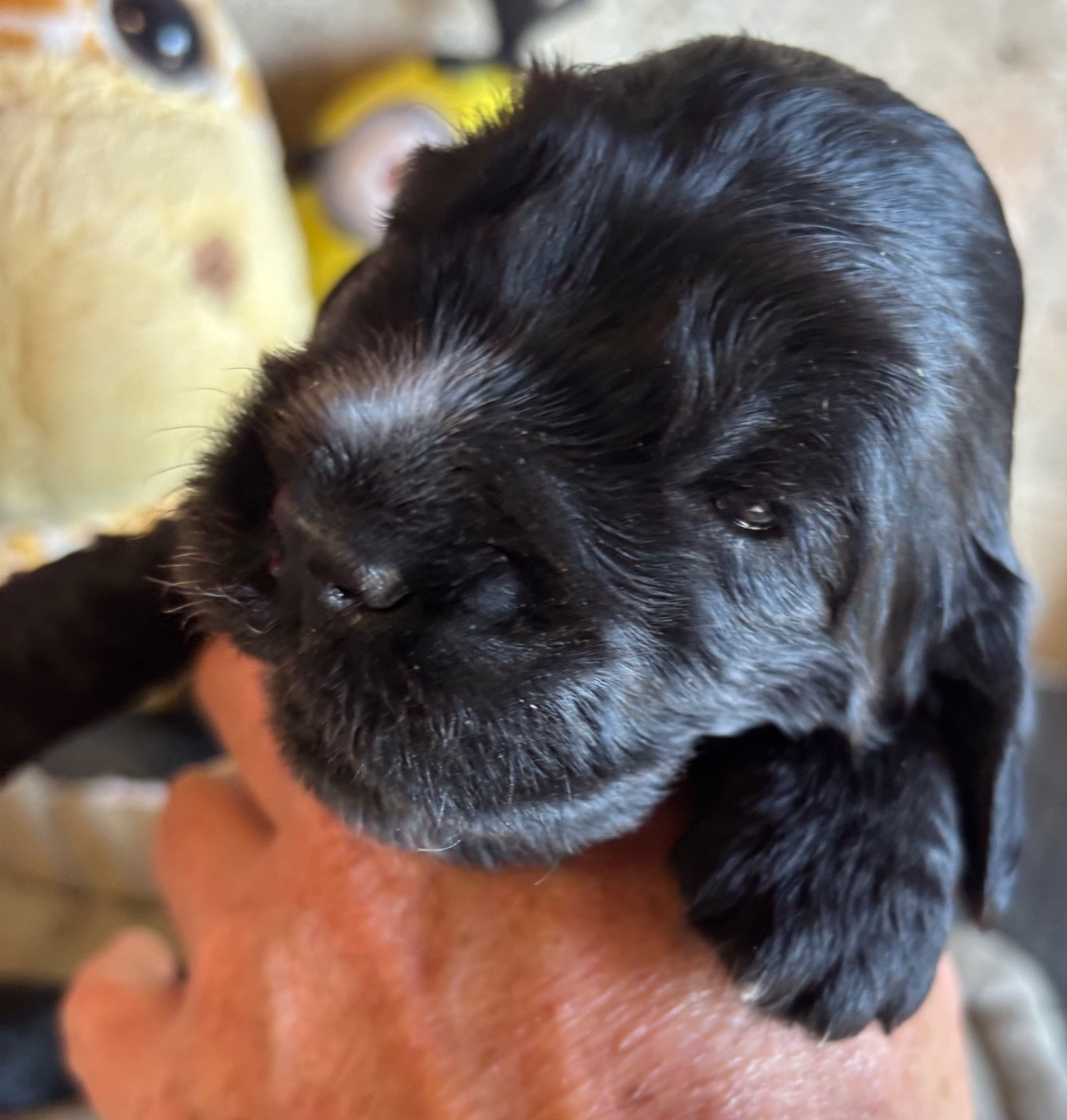 des Etangs de Dame Blanche - Chiots disponibles - Cocker Spaniel Anglais