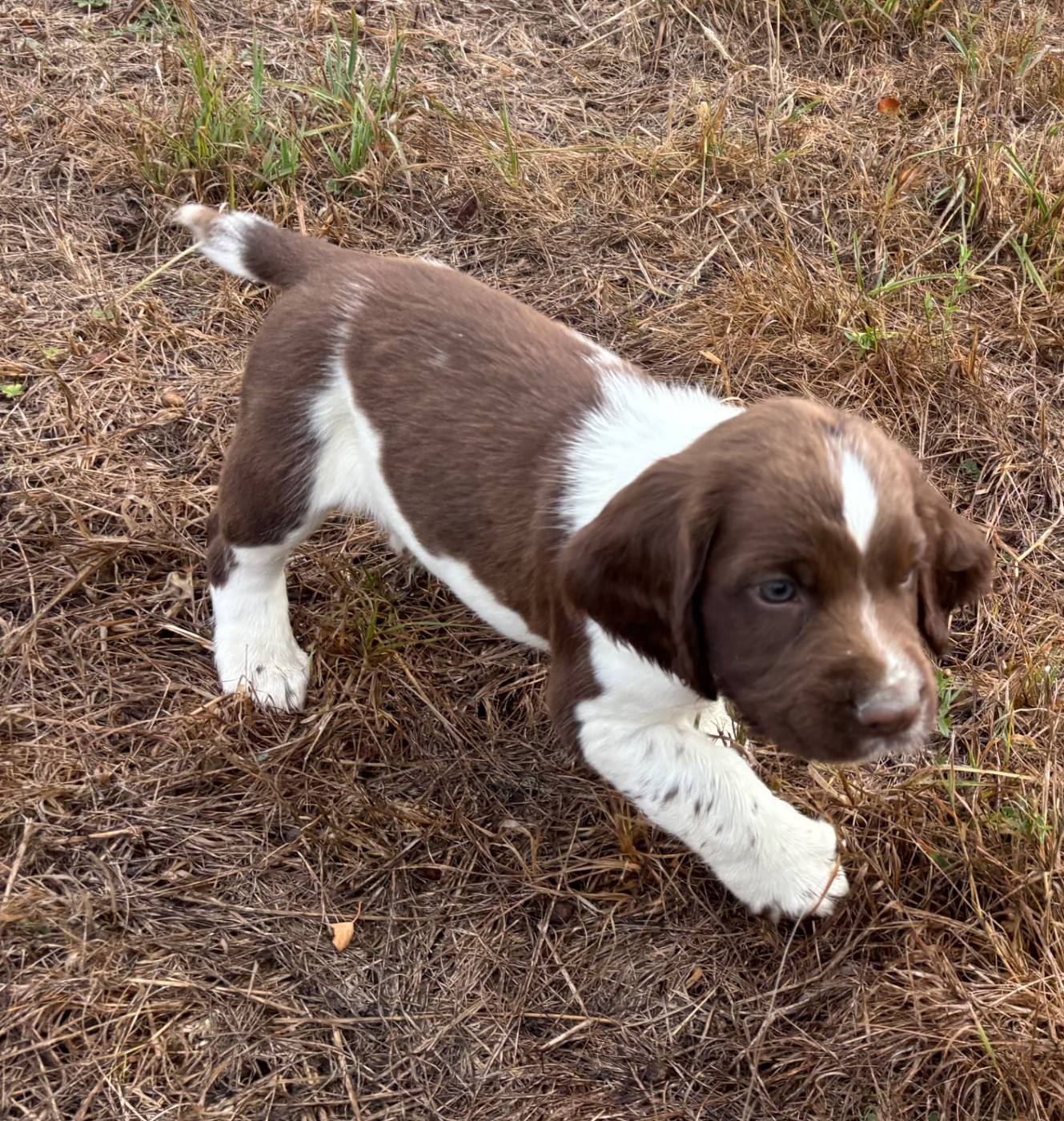 des Etangs de Dame Blanche - Chiots disponibles - English Springer Spaniel