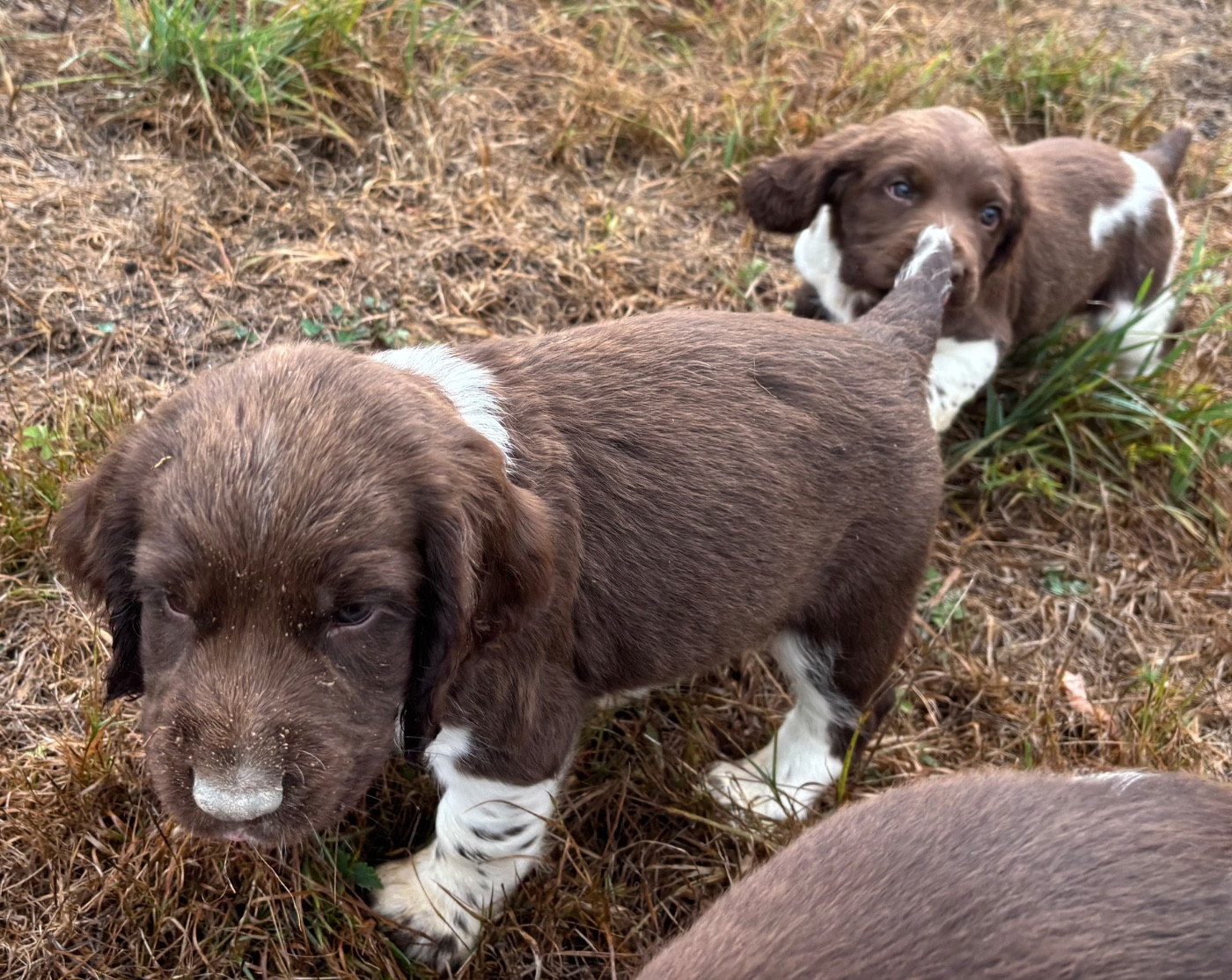 des Etangs de Dame Blanche - Chiots disponibles - English Springer Spaniel