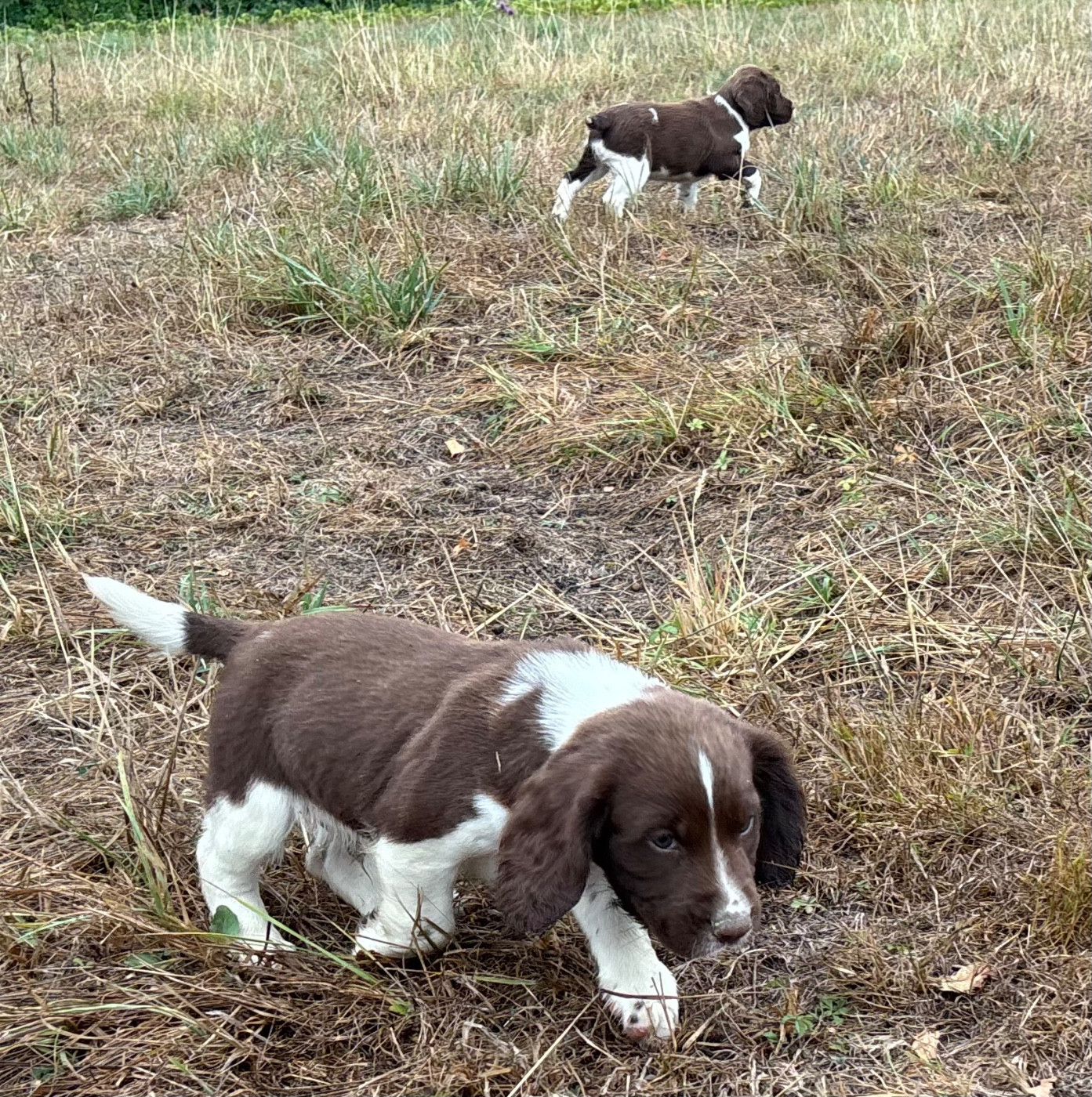 des Etangs de Dame Blanche - Chiots disponibles - English Springer Spaniel