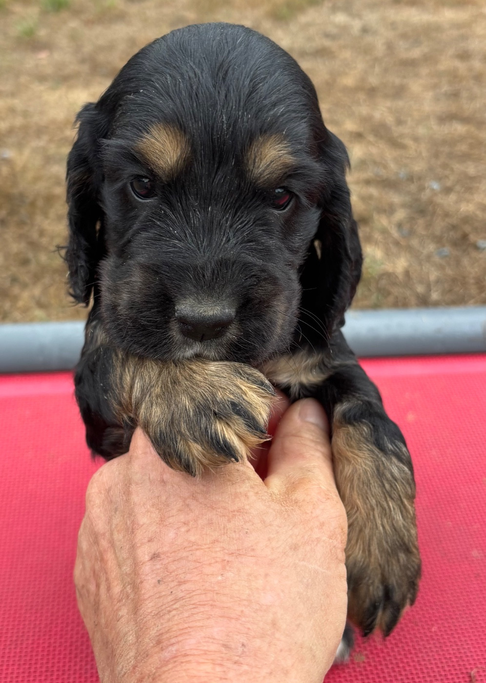 des Etangs de Dame Blanche - Chiots disponibles - Cocker Spaniel Anglais