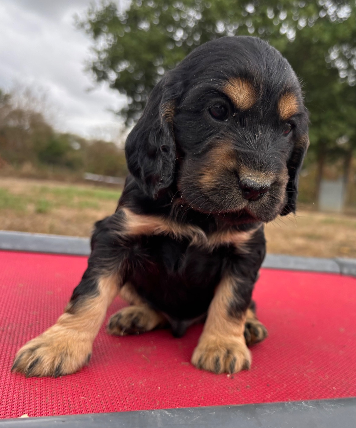 des Etangs de Dame Blanche - Chiots disponibles - Cocker Spaniel Anglais