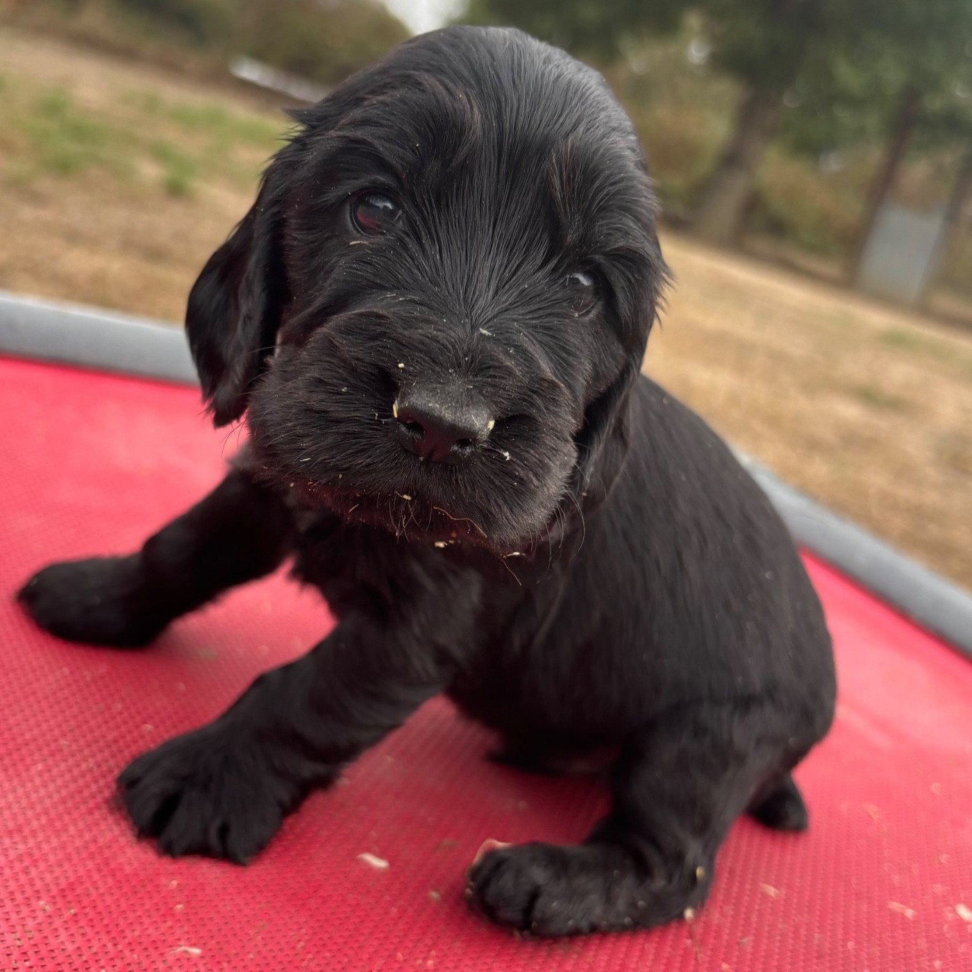 des Etangs de Dame Blanche - Chiots disponibles - Cocker Spaniel Anglais