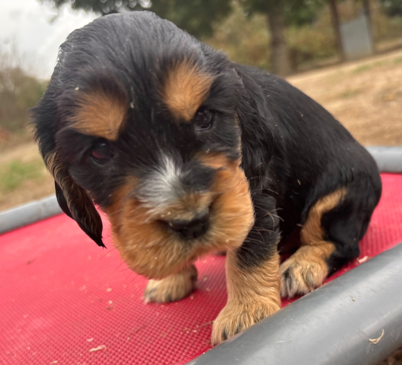 des Etangs de Dame Blanche - Chiots disponibles - Cocker Spaniel Anglais