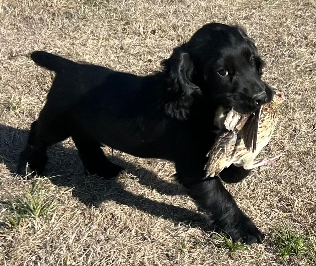 des Etangs de Dame Blanche - Chiots disponibles - Cocker Spaniel Anglais
