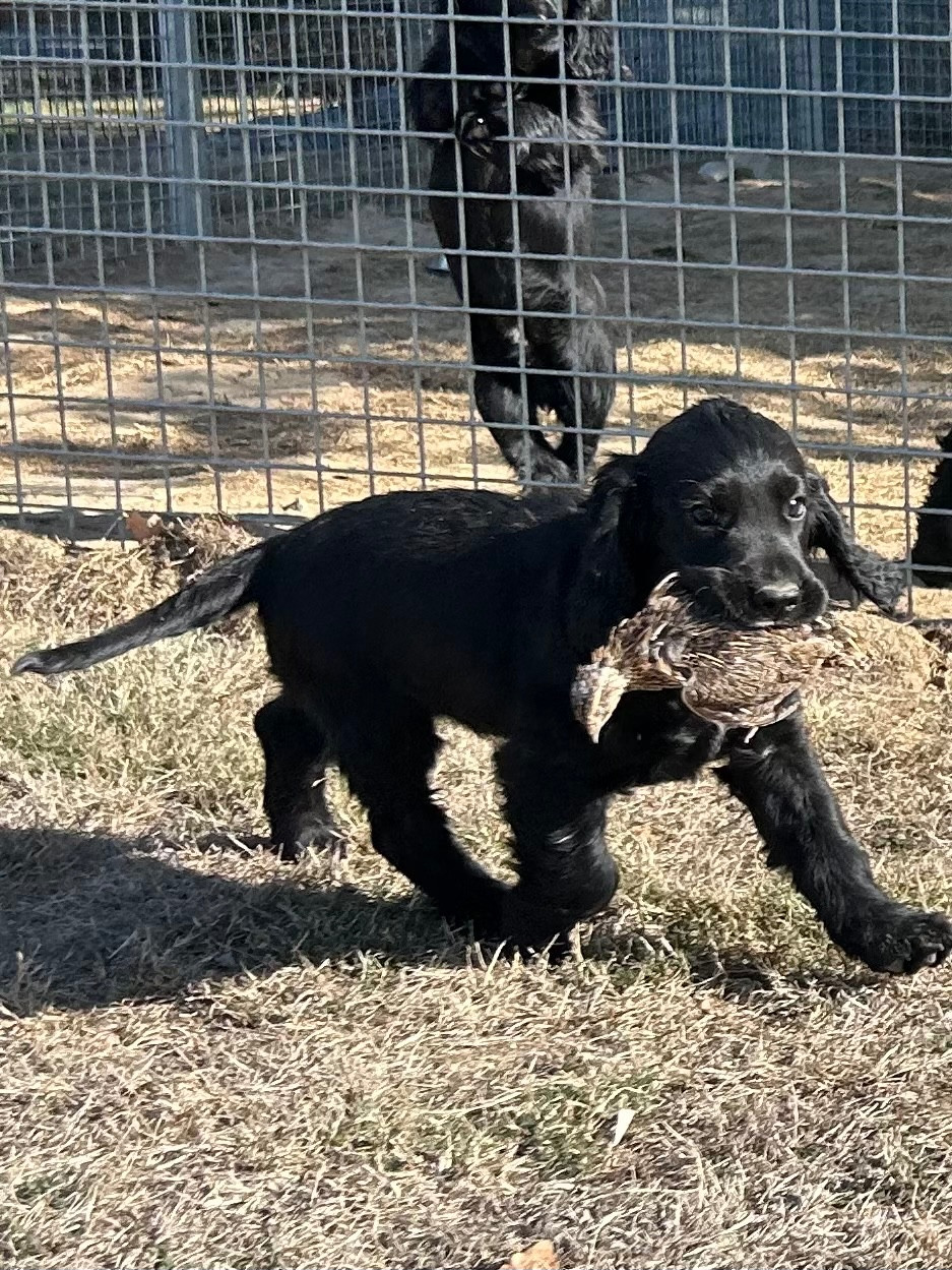 des Etangs de Dame Blanche - Chiots disponibles - Cocker Spaniel Anglais