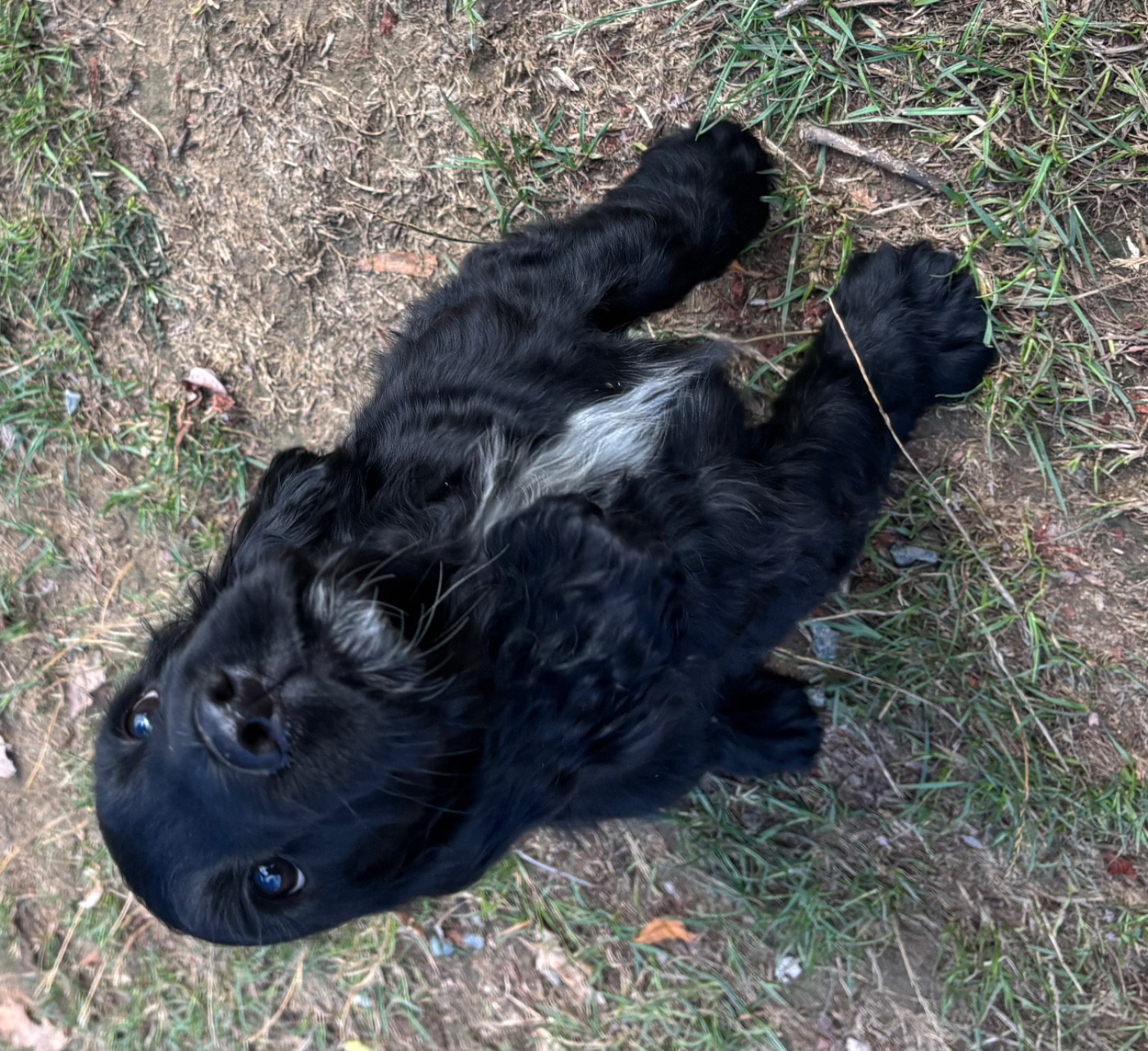 des Etangs de Dame Blanche - Chiots disponibles - Cocker Spaniel Anglais
