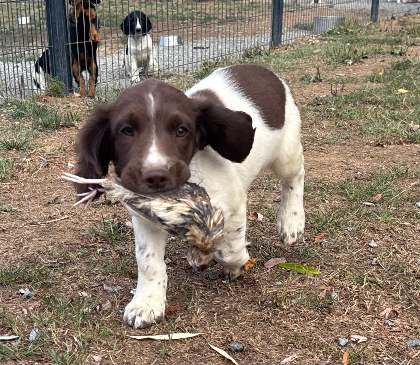 des Etangs de Dame Blanche - Chiots disponibles - English Springer Spaniel