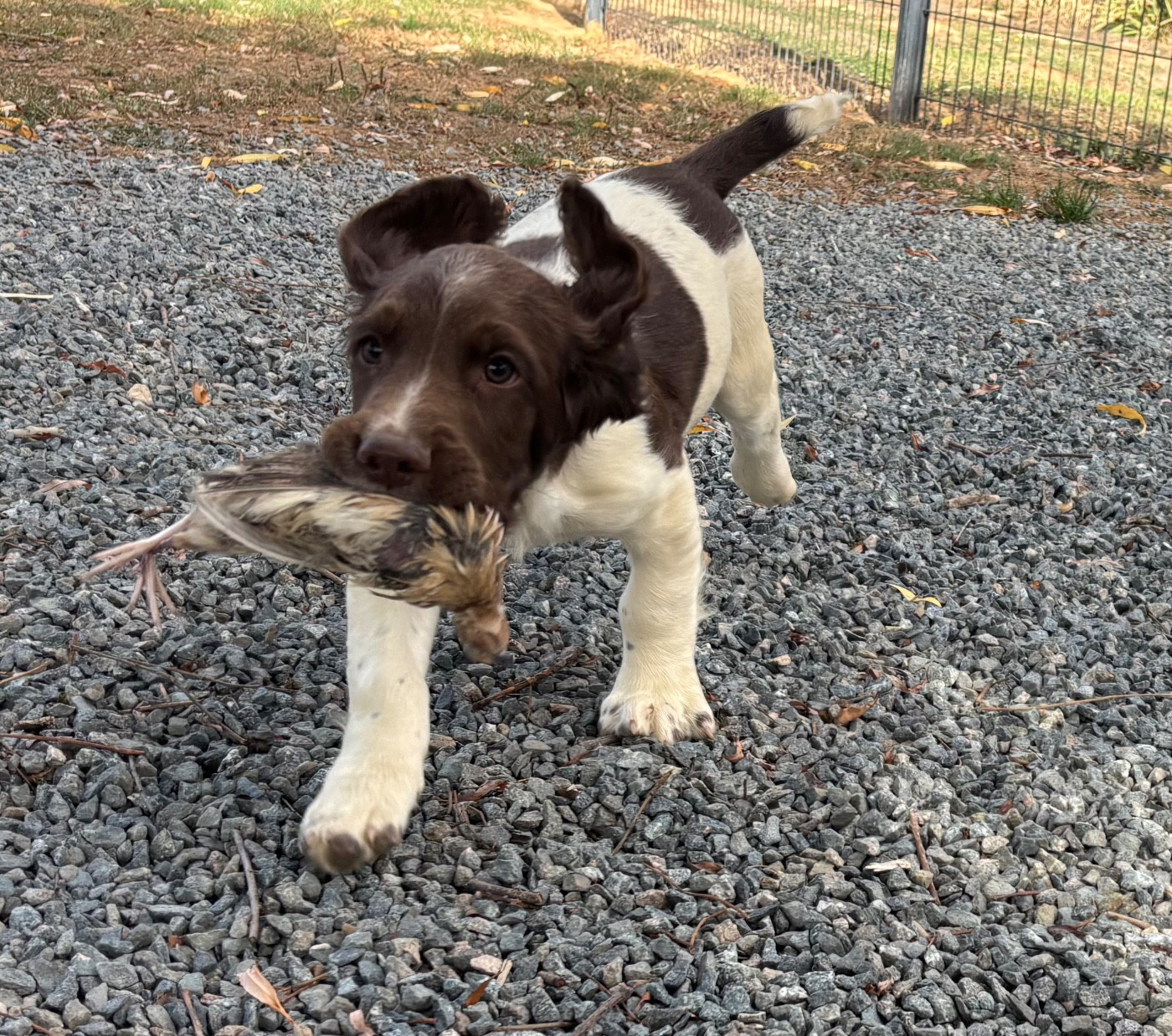 des Etangs de Dame Blanche - Chiots disponibles - English Springer Spaniel