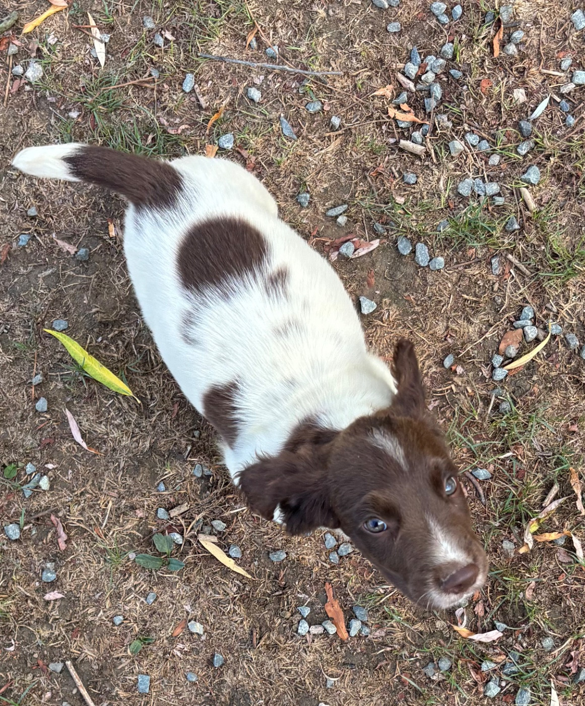 des Etangs de Dame Blanche - Chiots disponibles - English Springer Spaniel
