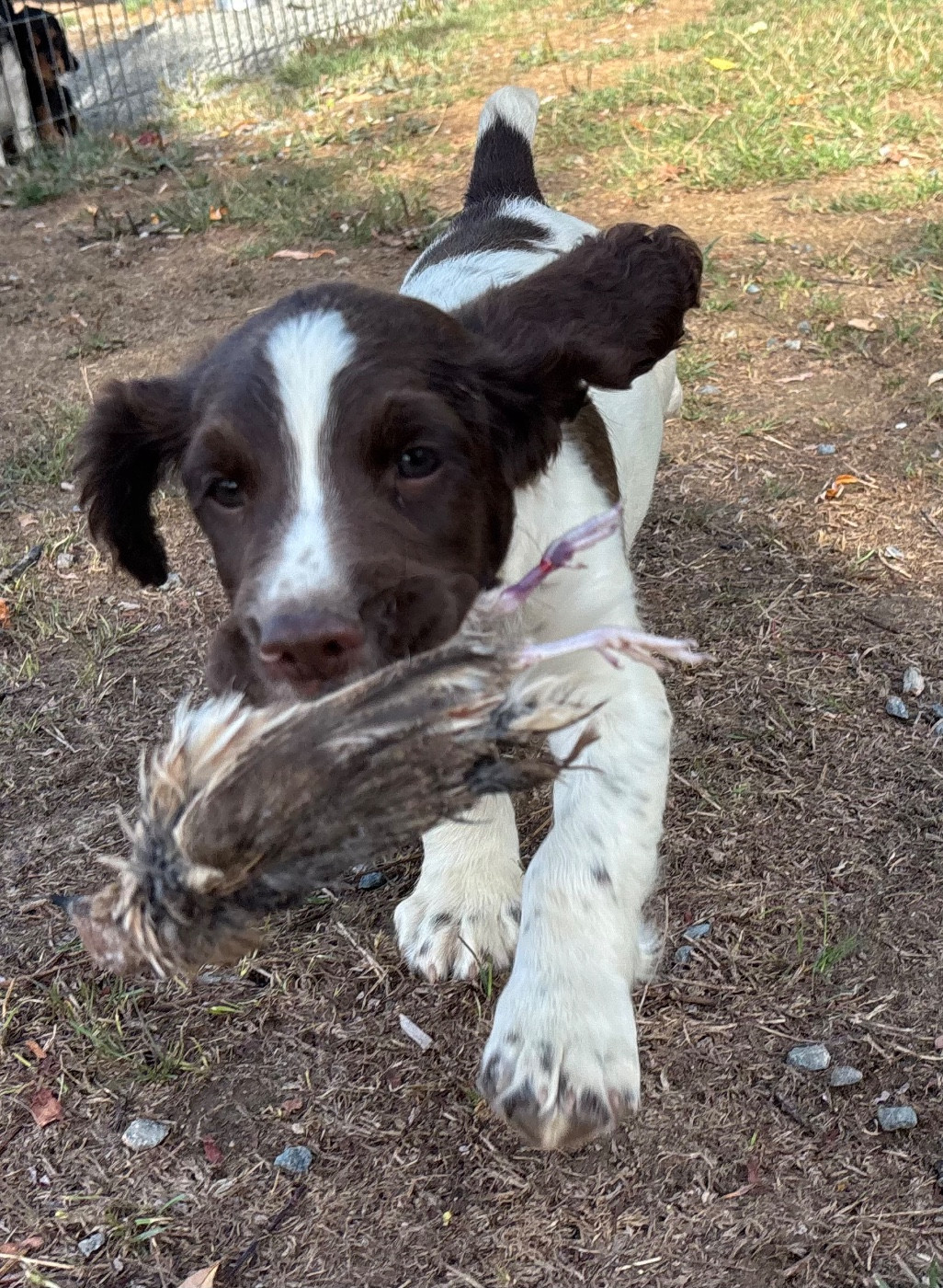 des Etangs de Dame Blanche - Chiots disponibles - English Springer Spaniel