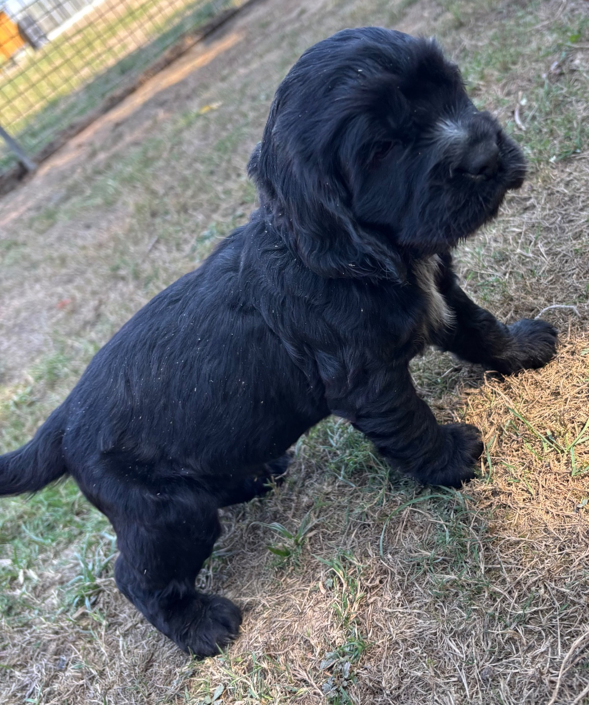 des Etangs de Dame Blanche - Chiots disponibles - Cocker Spaniel Anglais