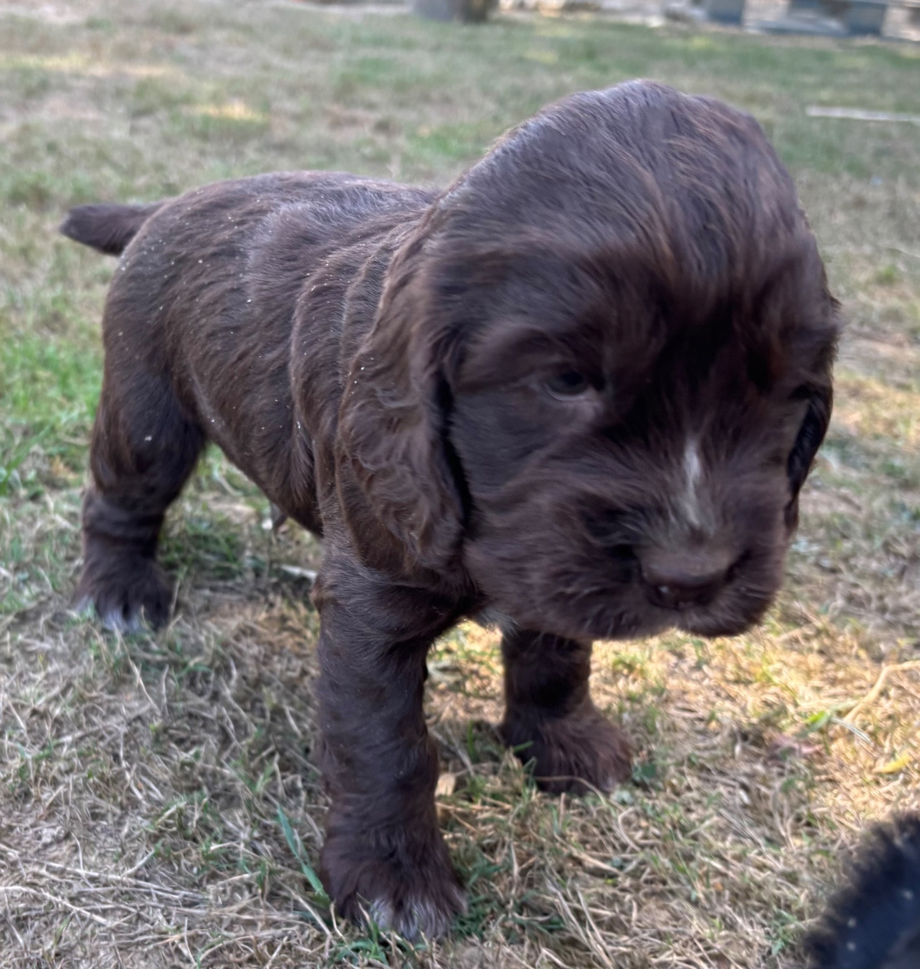 des Etangs de Dame Blanche - Chiots disponibles - Cocker Spaniel Anglais