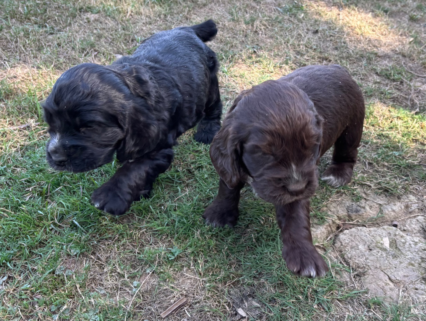 Chiot Cocker Spaniel Anglais des Etangs de Dame Blanche