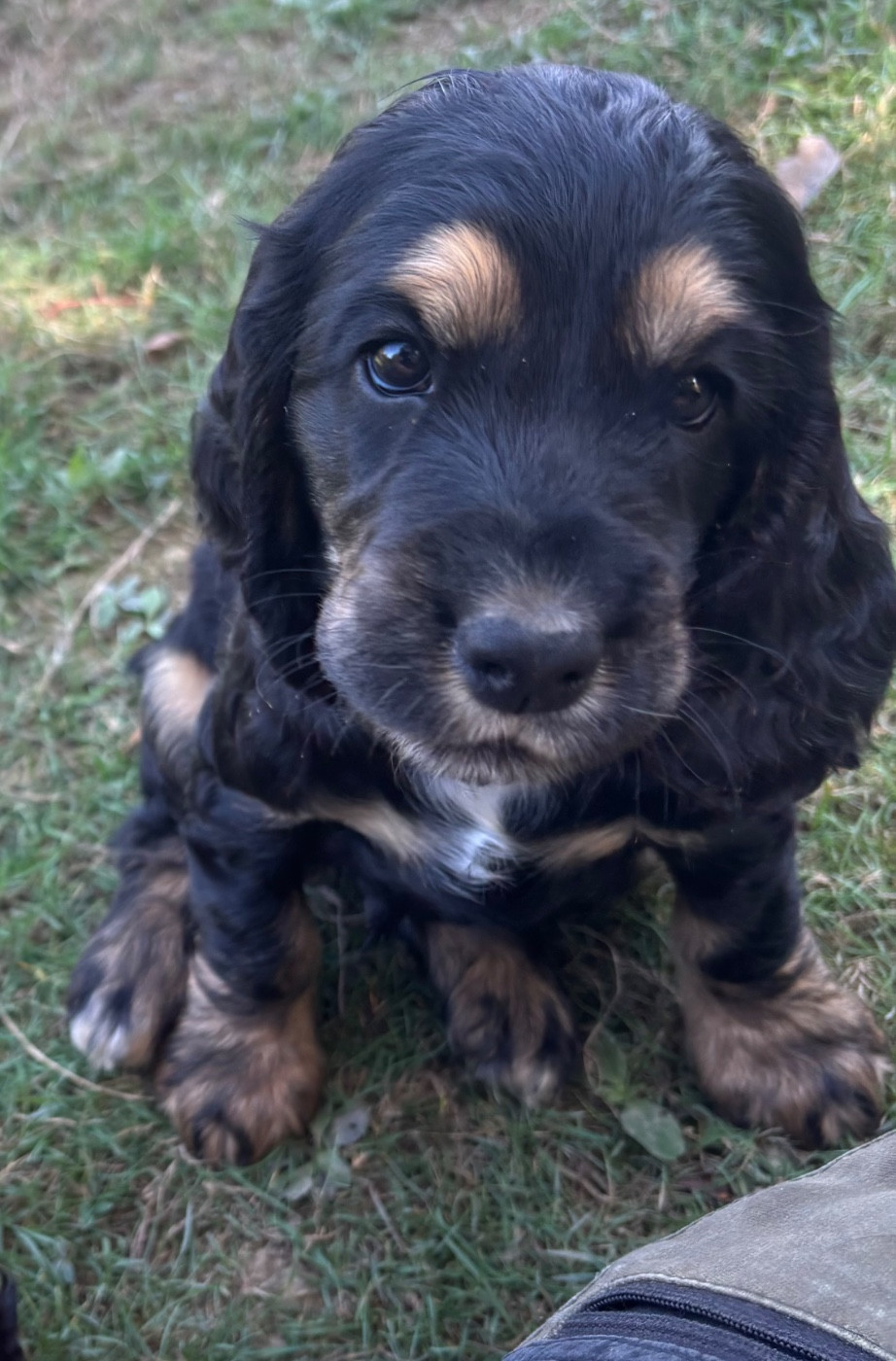 des Etangs de Dame Blanche - Chiots disponibles - Cocker Spaniel Anglais
