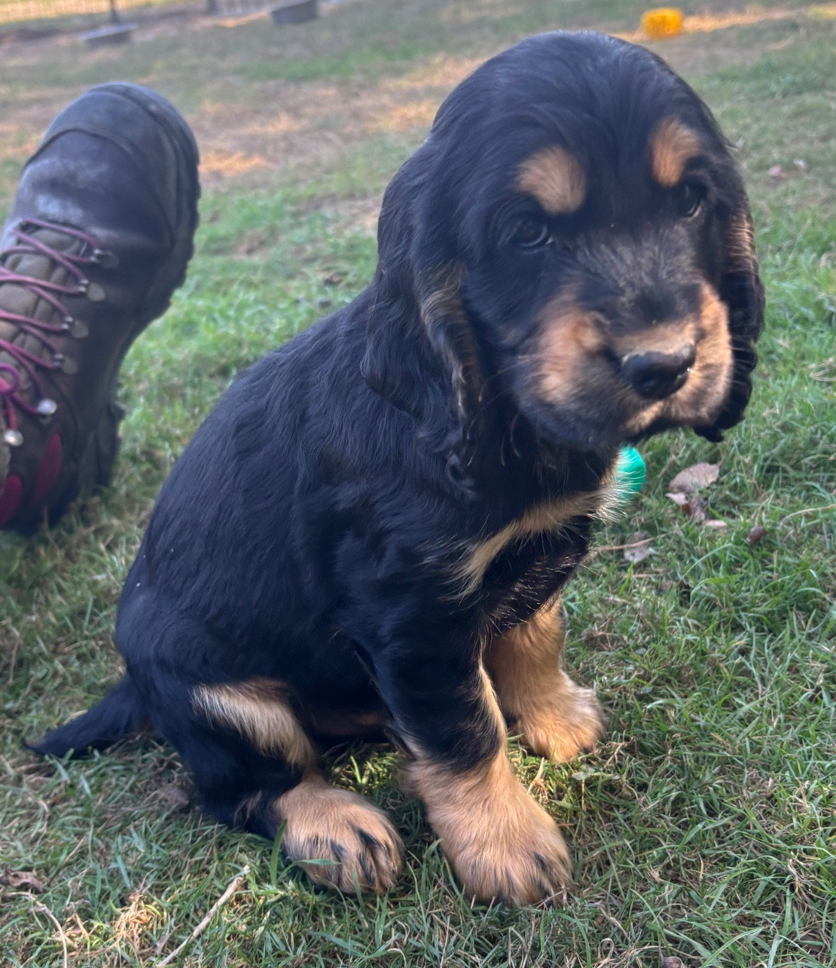 des Etangs de Dame Blanche - Chiots disponibles - Cocker Spaniel Anglais