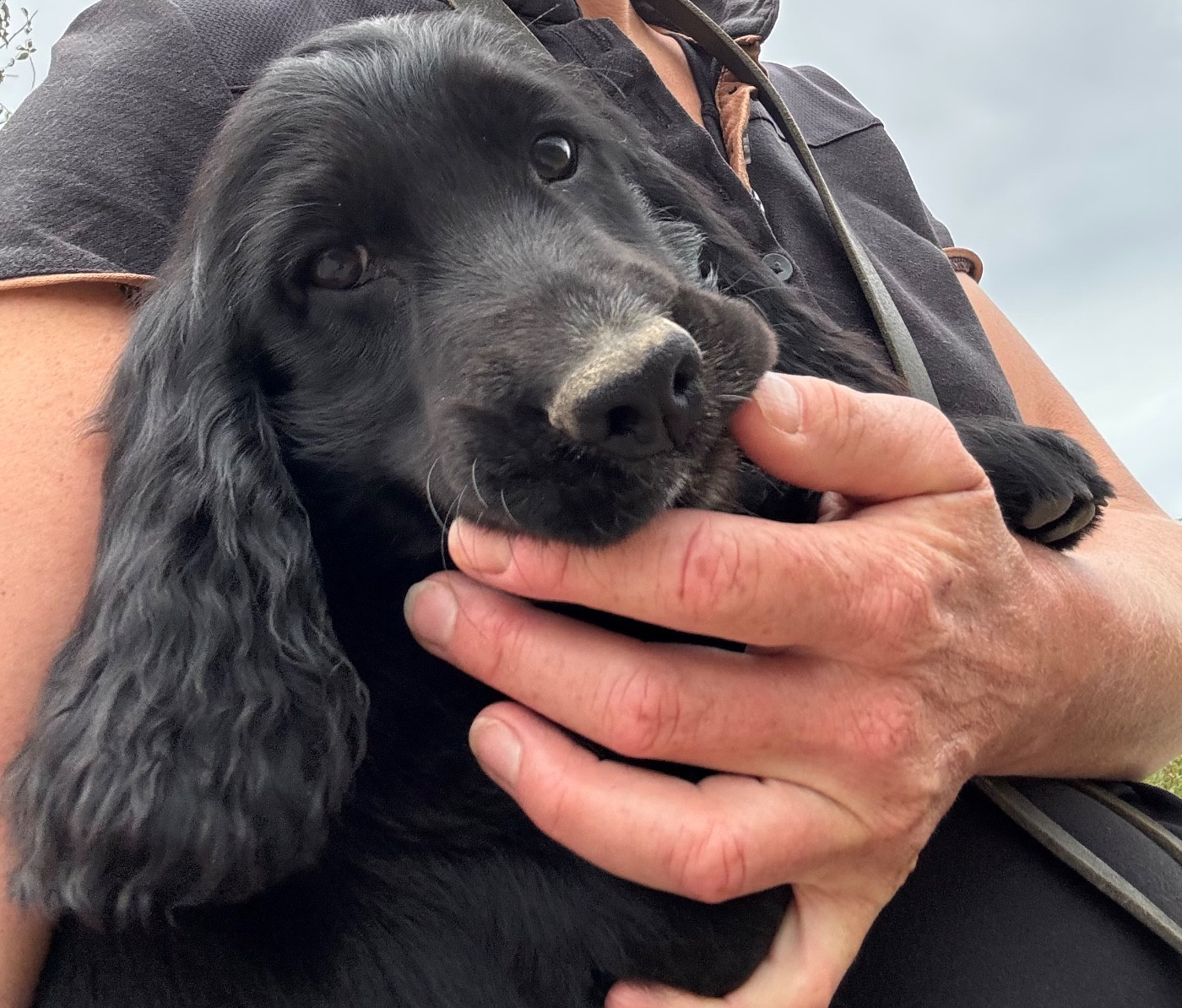 des Etangs de Dame Blanche - Chiots disponibles - Cocker Spaniel Anglais