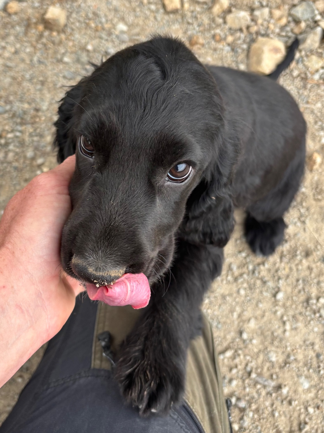 des Etangs de Dame Blanche - Chiots disponibles - Cocker Spaniel Anglais