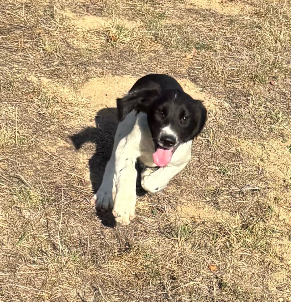 des Etangs de Dame Blanche - Chiots disponibles - English Springer Spaniel