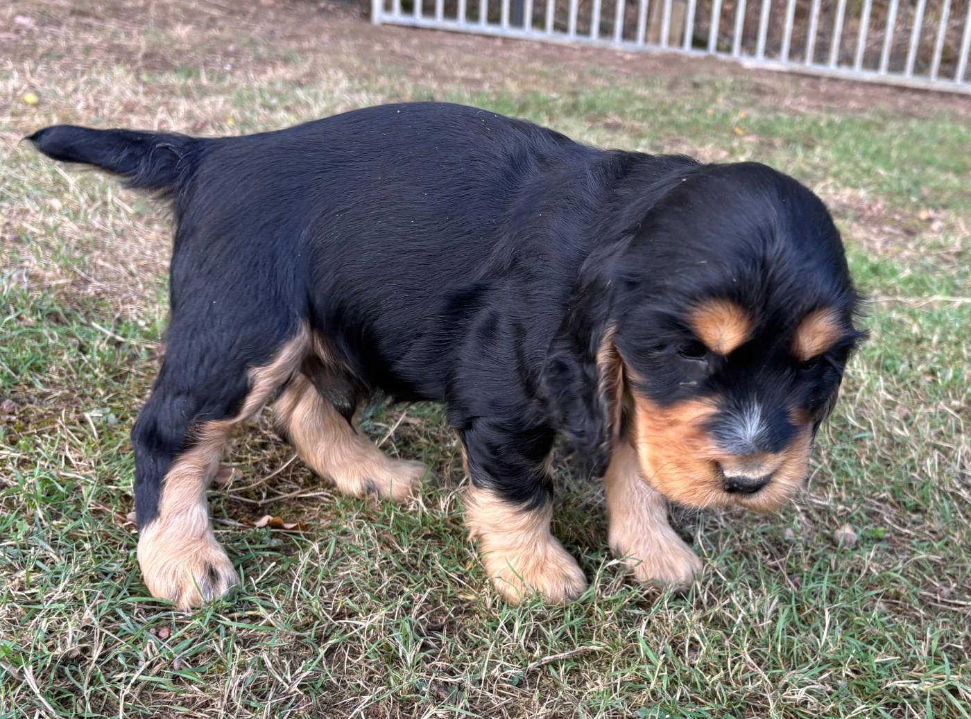 des Etangs de Dame Blanche - Chiots disponibles - Cocker Spaniel Anglais